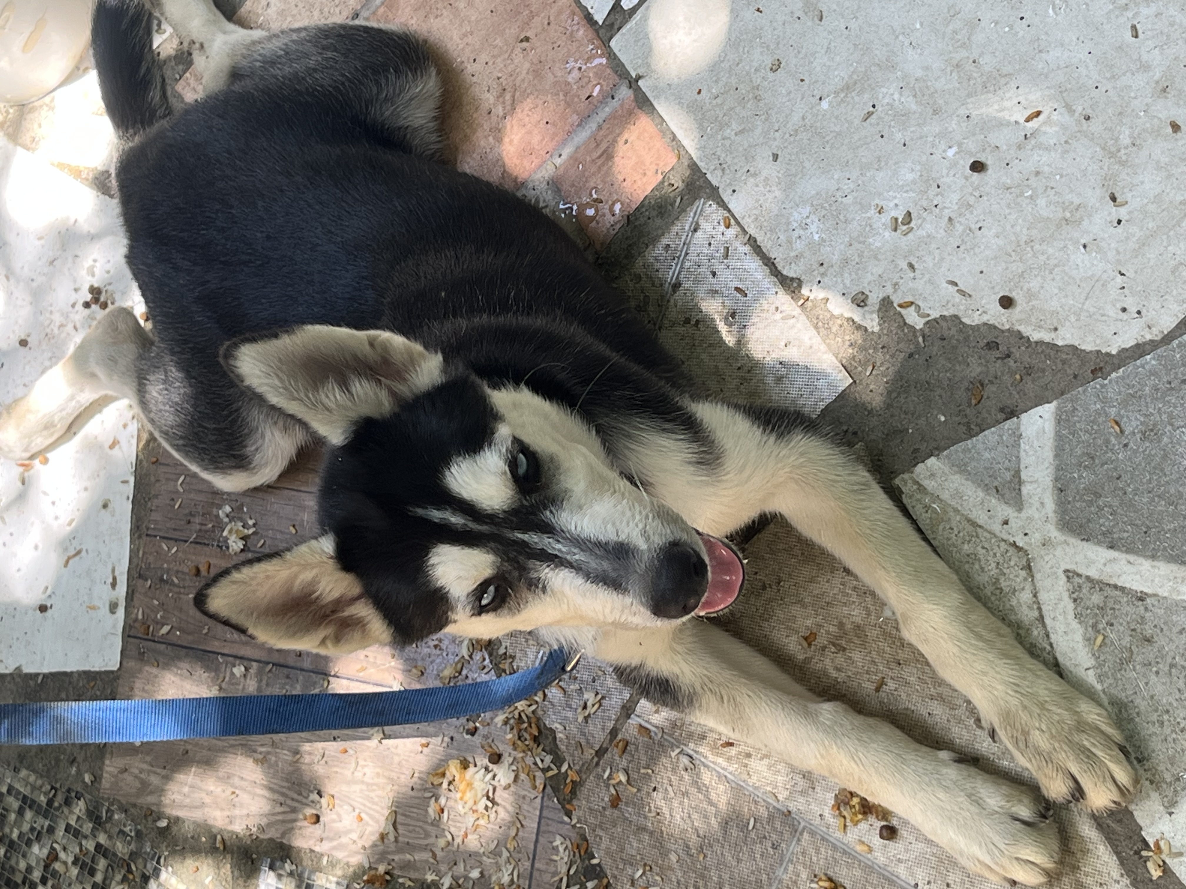 animales y mascotas - husky siberiano cachorro en venta 4
