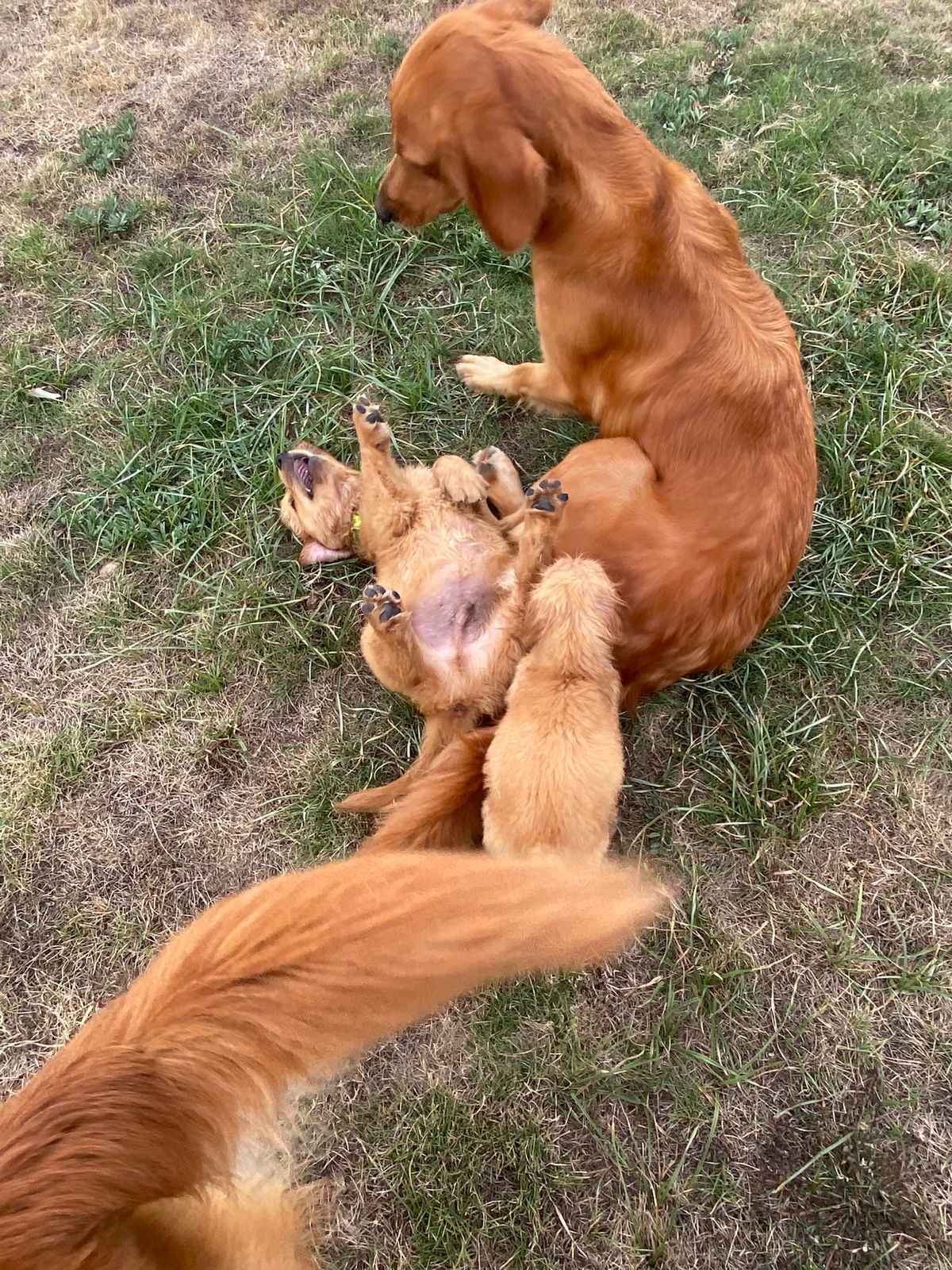 animales y mascotas - cachorro Golden Retriever  1