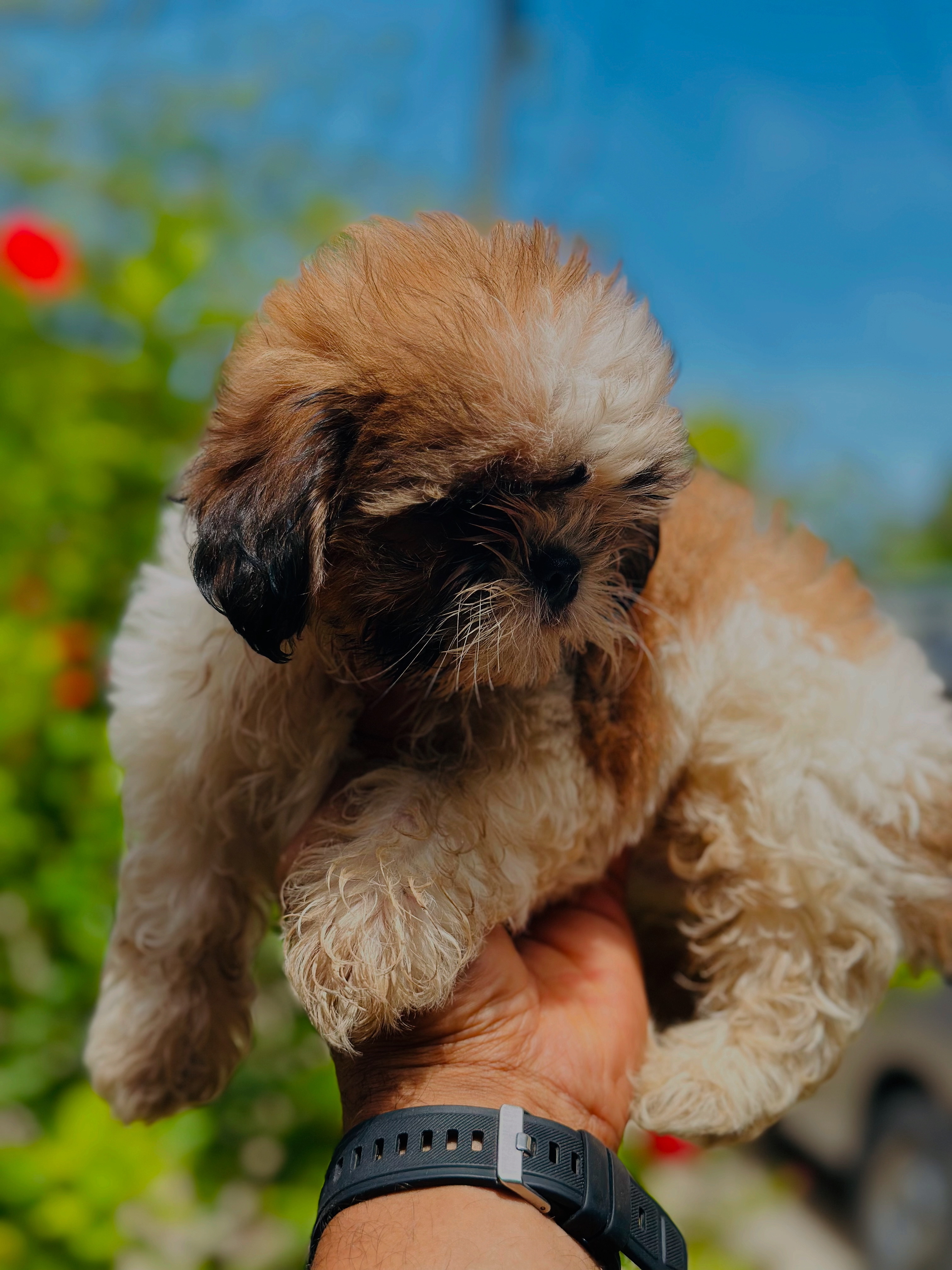 animales y mascotas - Shih tzu ambos sexos  0
