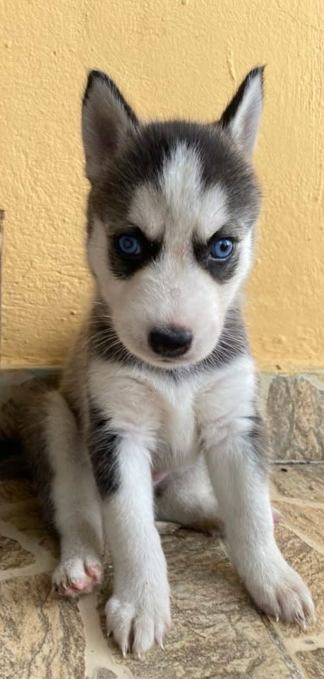 animales y mascotas - HUSKY SIBERIANO 1