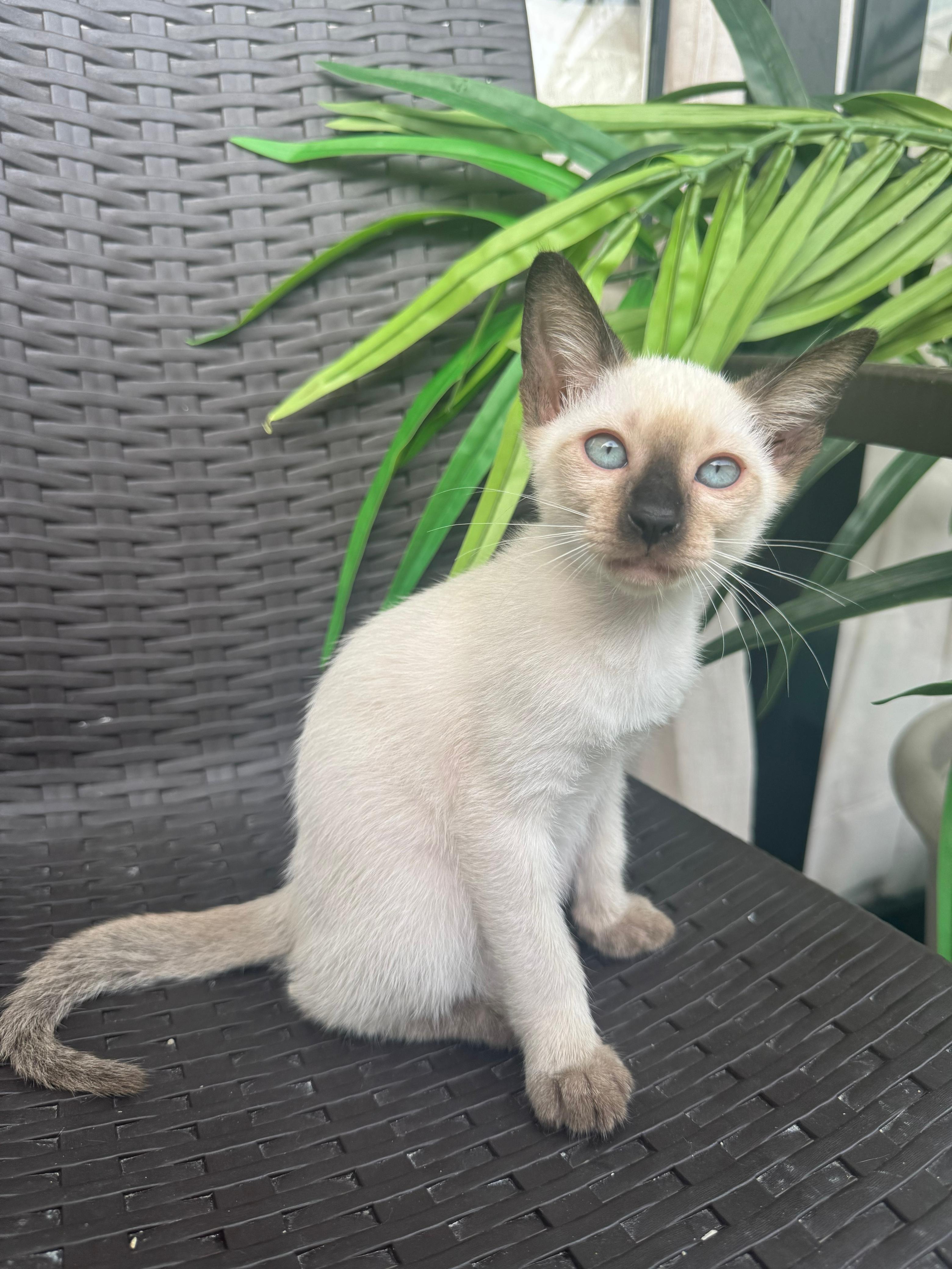 animales y mascotas - GATOS SIAMES EN VENTA!  2