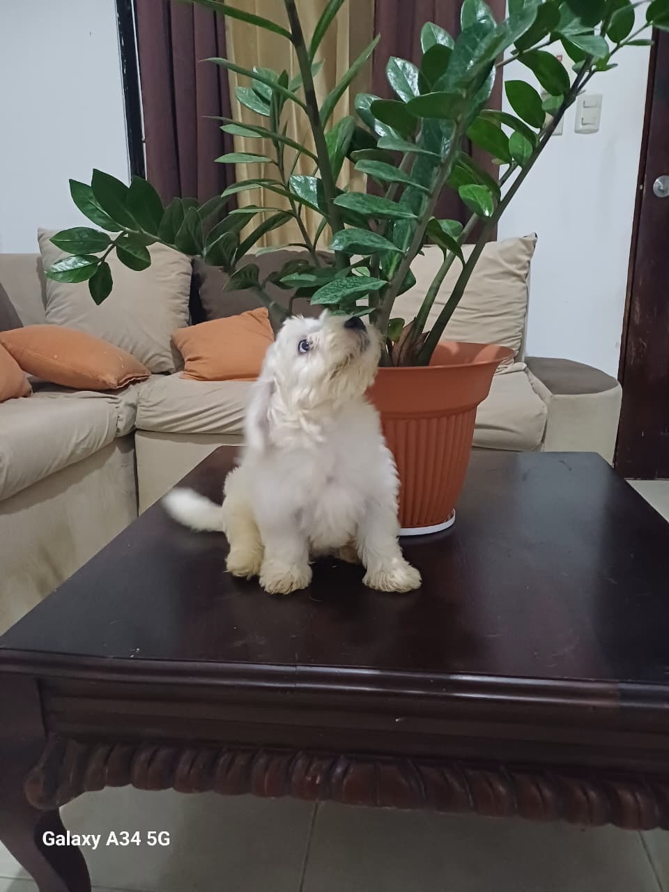 animales y mascotas - Shihpoo 