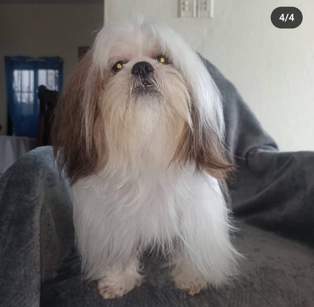 animales y mascotas - cachorros Shih Tzu vacunados y desparacitados