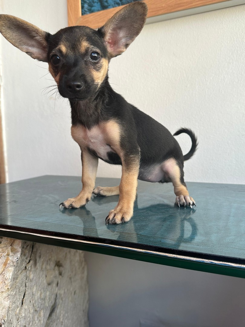 animales y mascotas - Chihuahua, bonito, amistoso, sano, desparasitado, buen compañero, ideal para ti  0