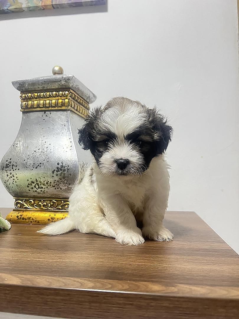animales y mascotas - Shipoo macho 3