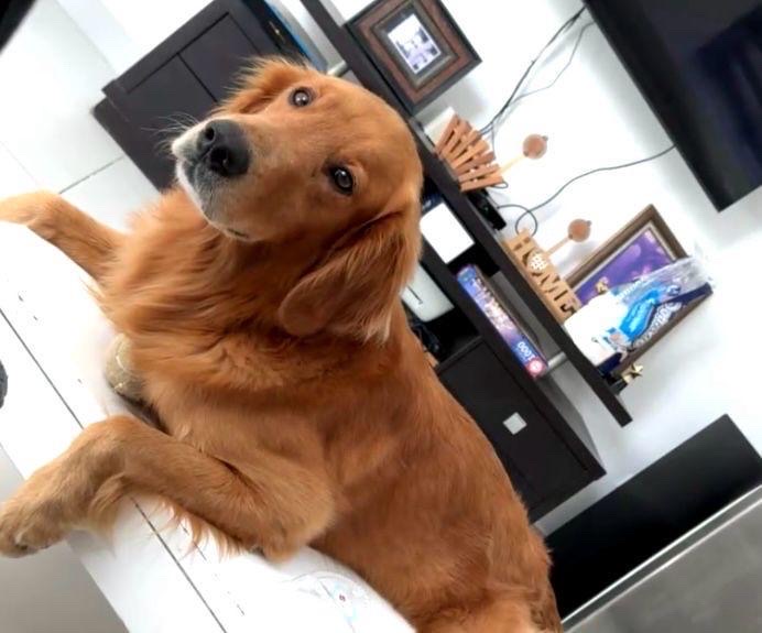 animales y mascotas - cachorro Golden Retriever  2