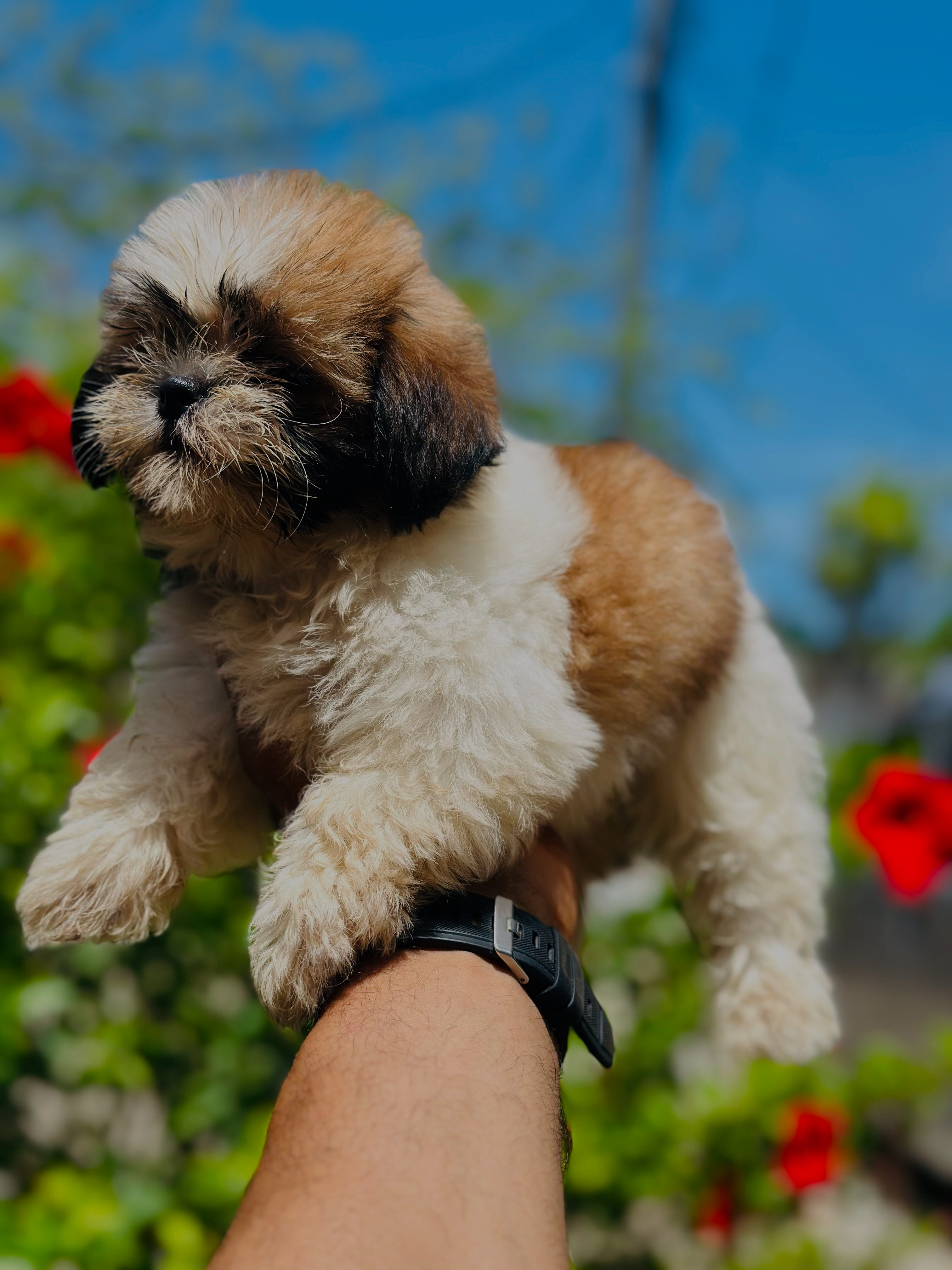 animales y mascotas - Shih tzu ambos sexos  1