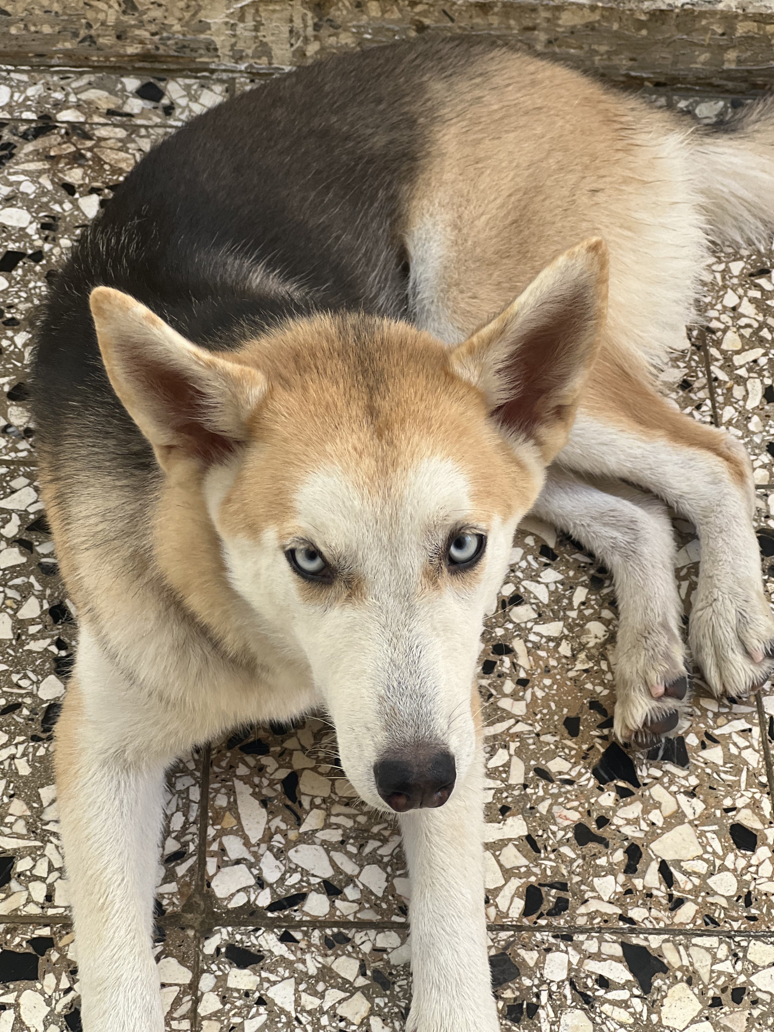 animales y mascotas - cachorra hosky 7 meses 8.5 0