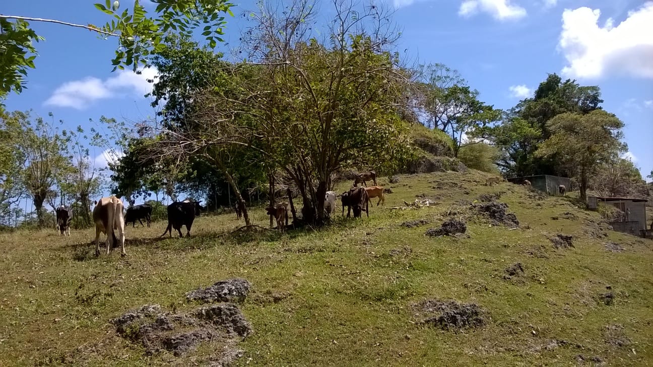 solares y terrenos - TERRENO ECOTURÍSTICO EN RÍO SAN JUAN 7
