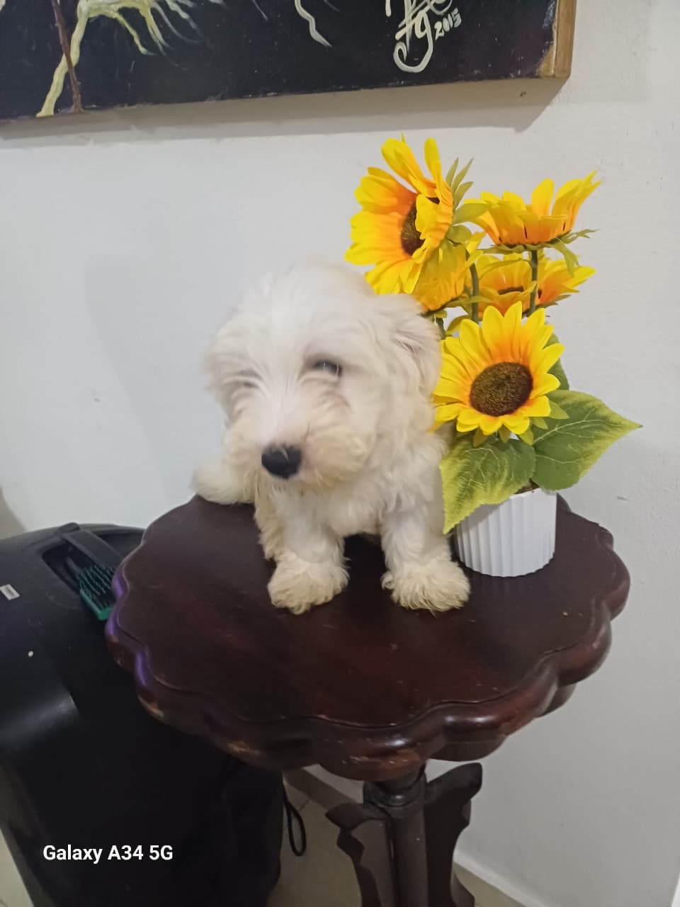 animales y mascotas - Shihpoo  1