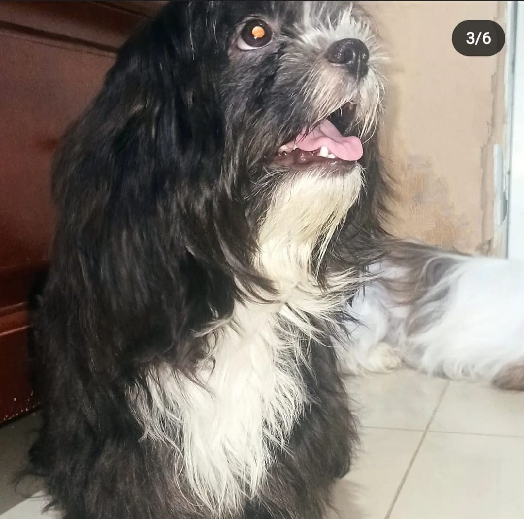 animales y mascotas - cachorros Shih Tzu vacunados y desparacitados 1