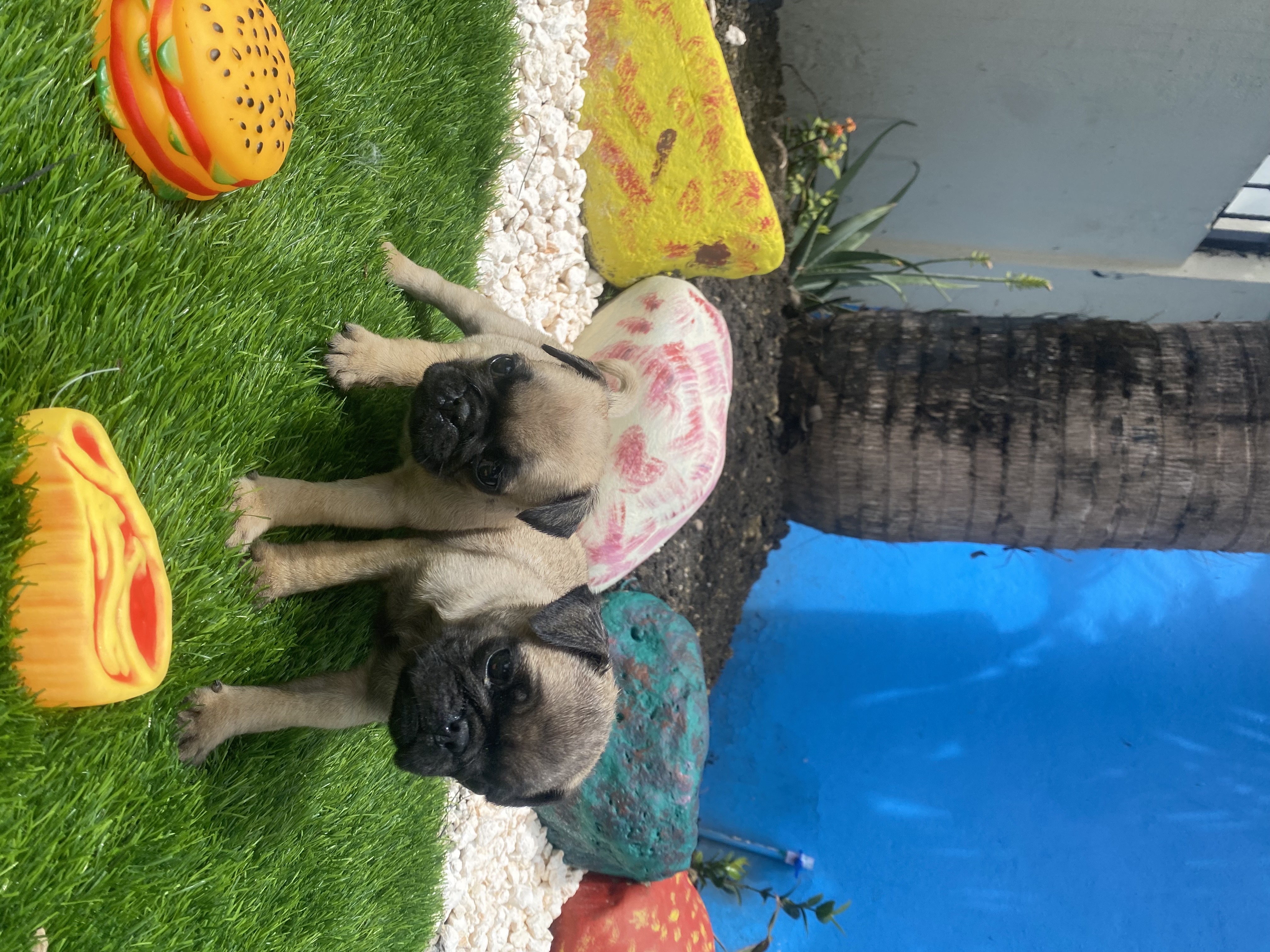 animales y mascotas - pug
