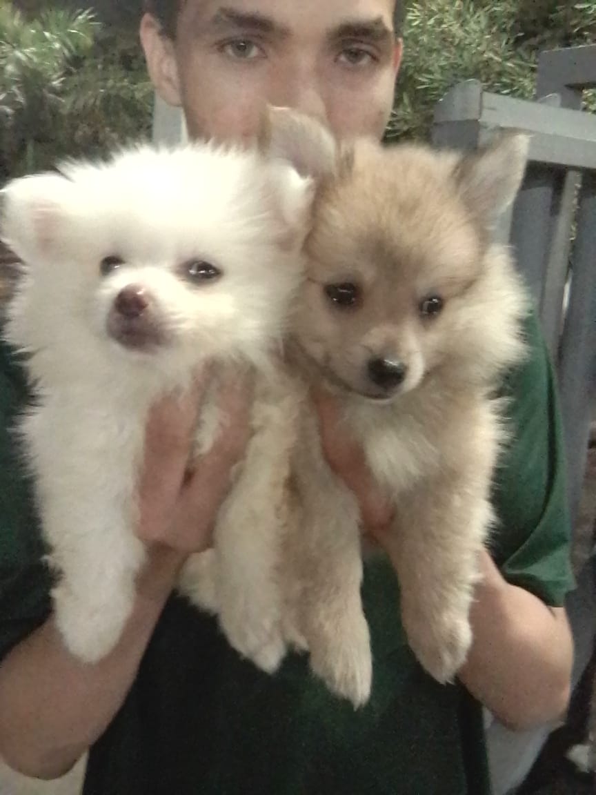 animales y mascotas - Pomerania Hermosos
