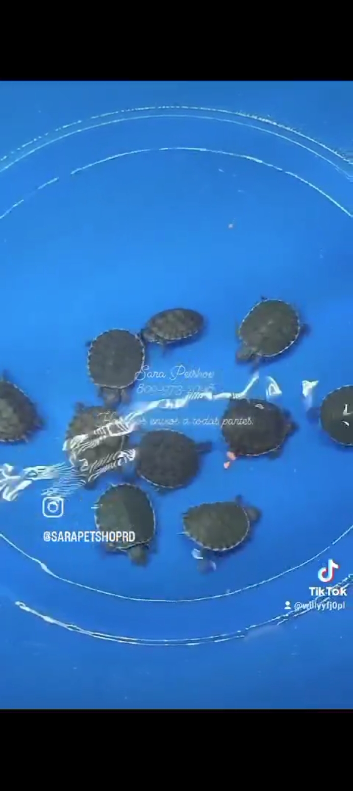 animales y mascotas - Tortuga  0