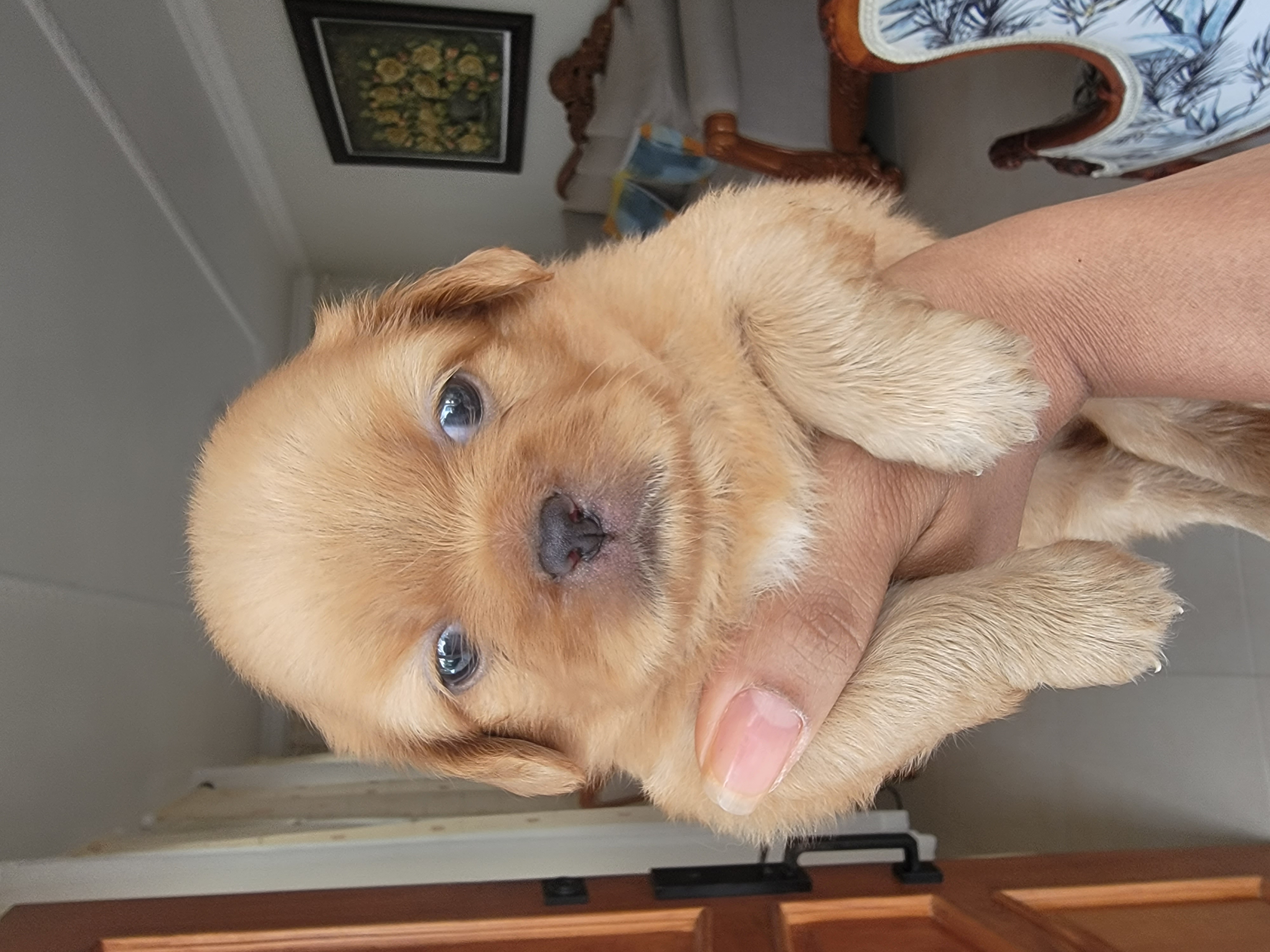 animales y mascotas - Pekines Puppy 2