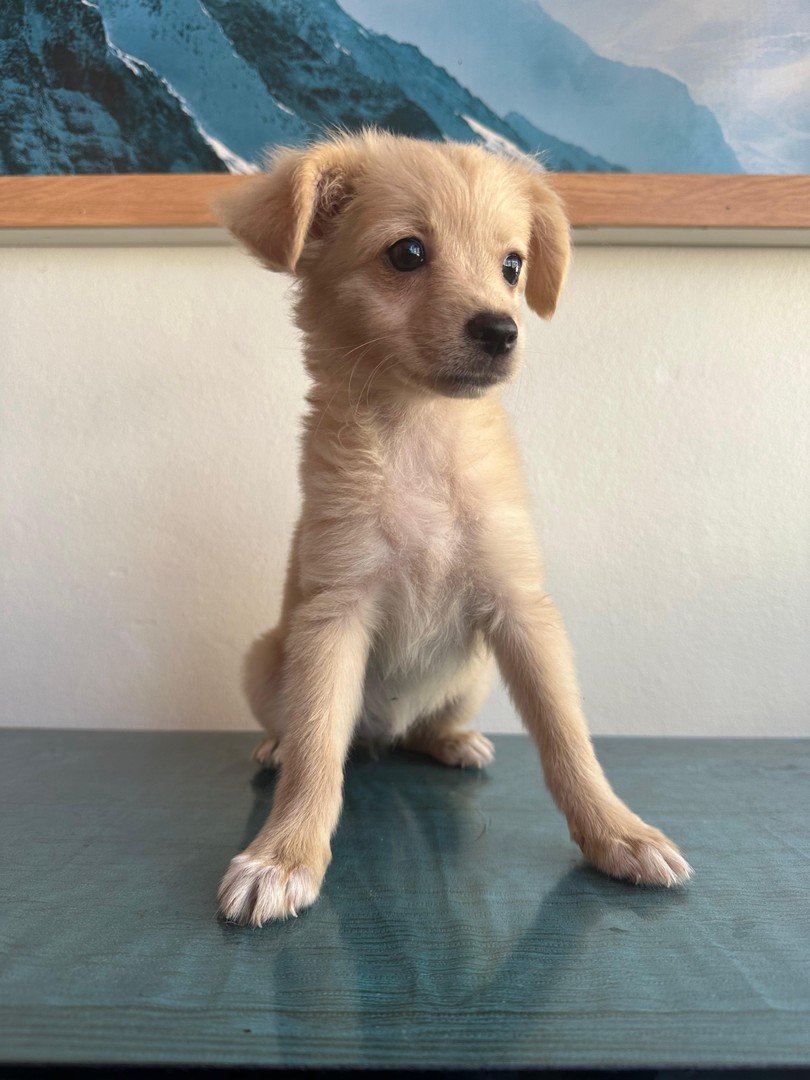 animales y mascotas - Chihuahua, bonito, amistoso, sano, desparasitado, buen compañero, ideal para ti  1