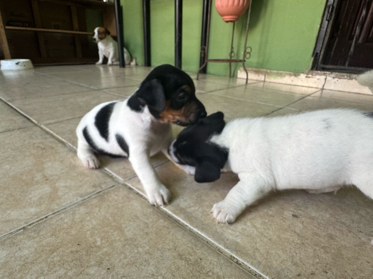 animales y mascotas - Jack Russell Terrier 3