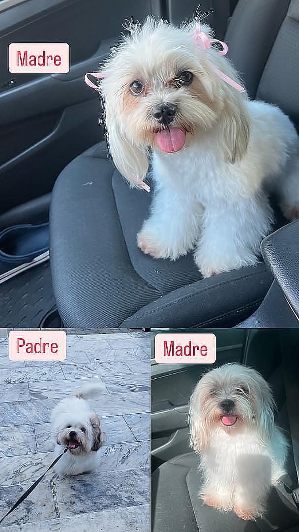 animales y mascotas - Shipoo macho 4