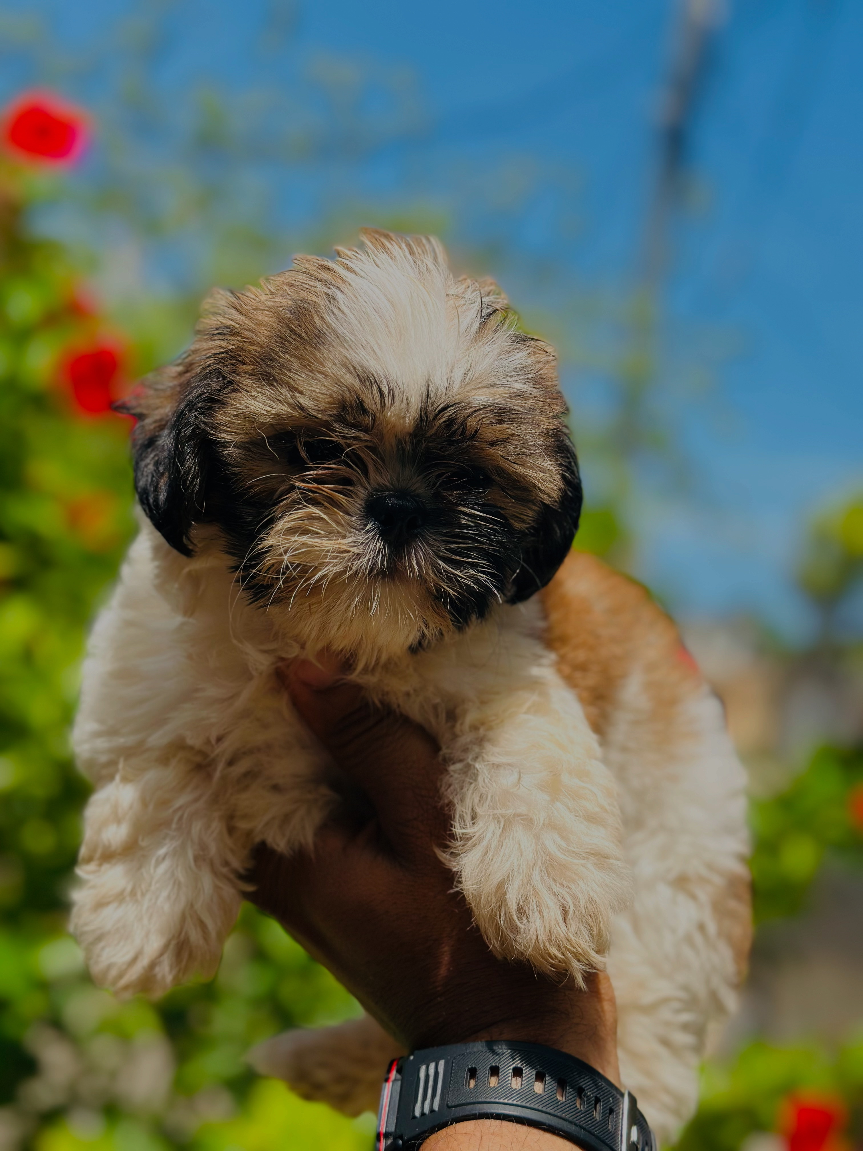animales y mascotas - Shih tzu ambos sexos  2