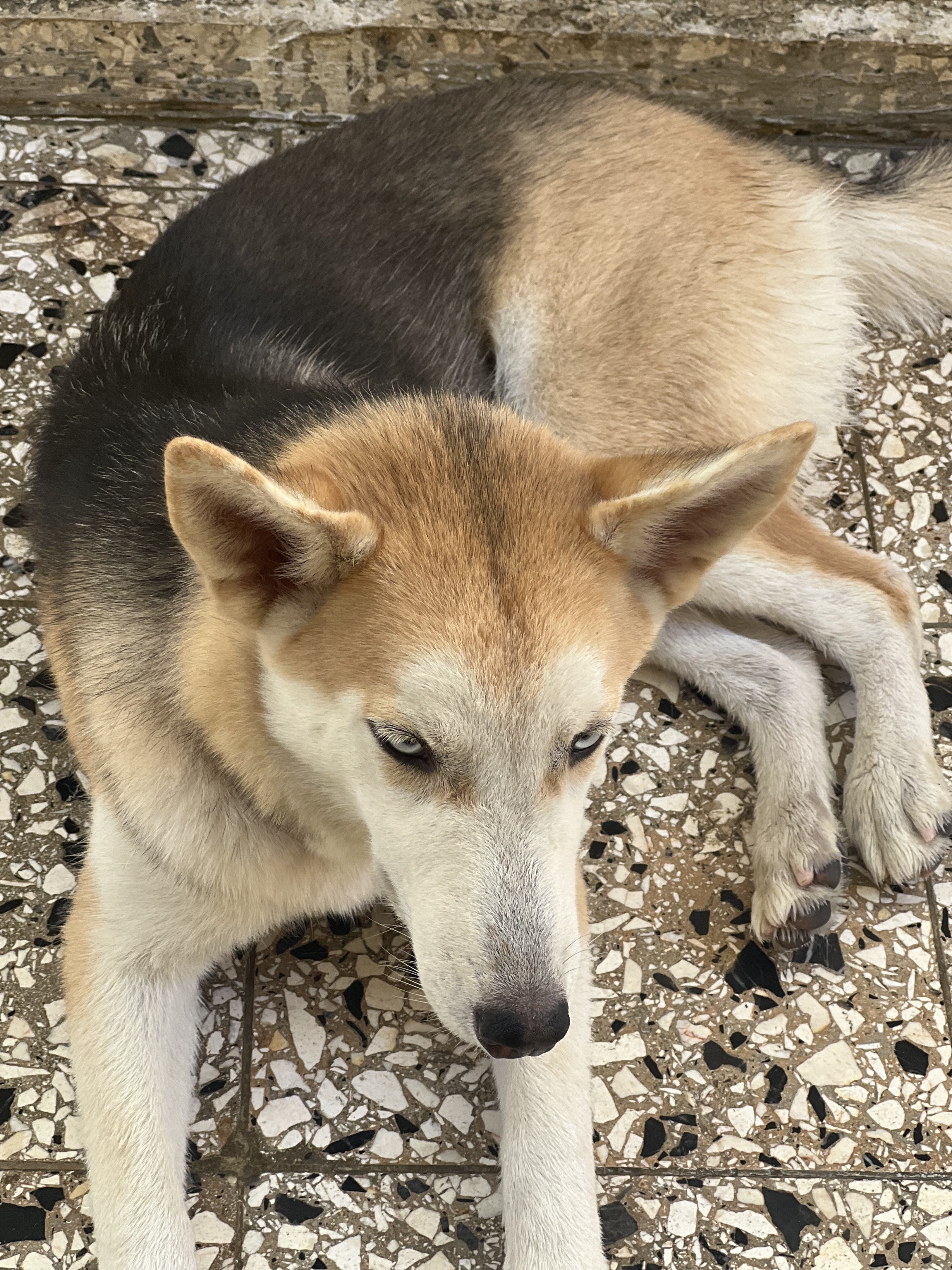 animales y mascotas - cachorra hosky 7 meses 8.5 1
