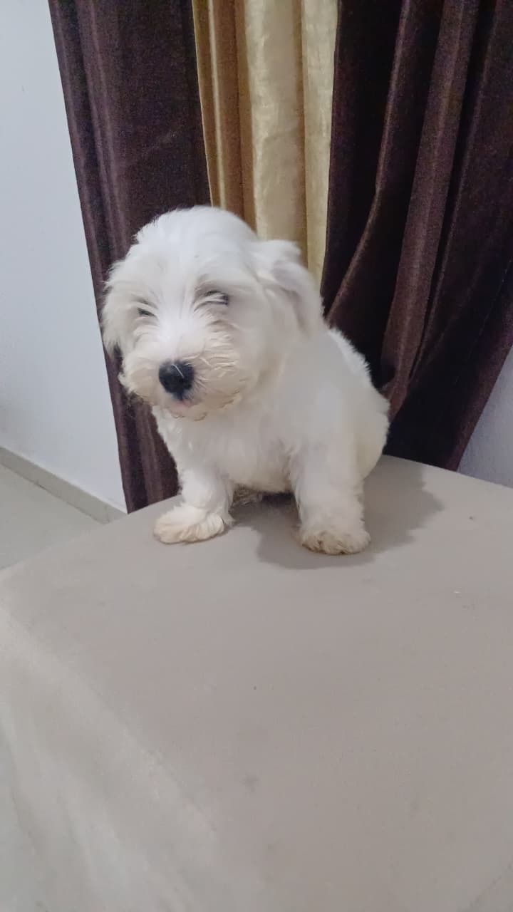 animales y mascotas - Shihpoo  2
