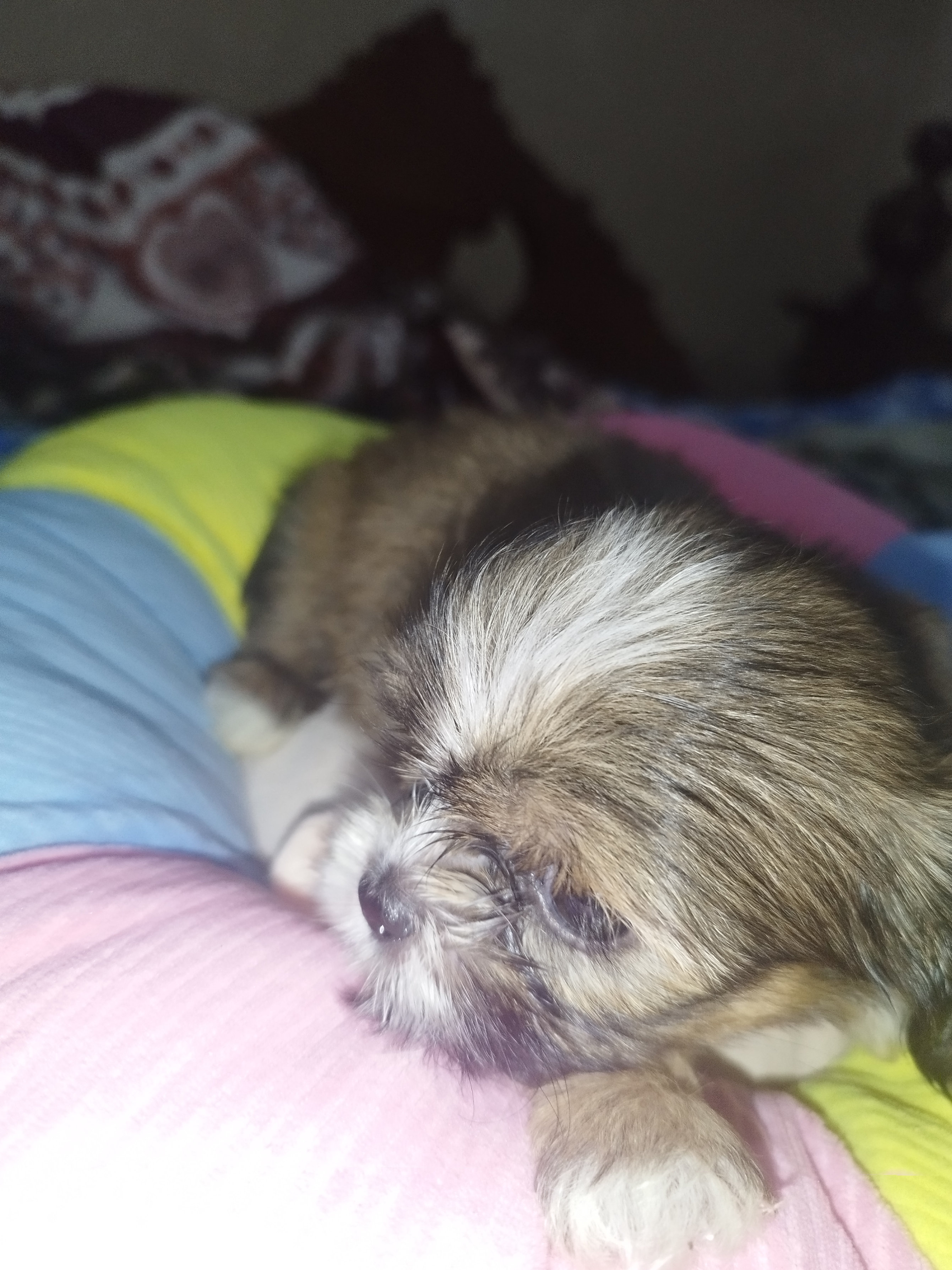 animales y mascotas - cachorros Shih Tzu vacunados y desparacitados 2