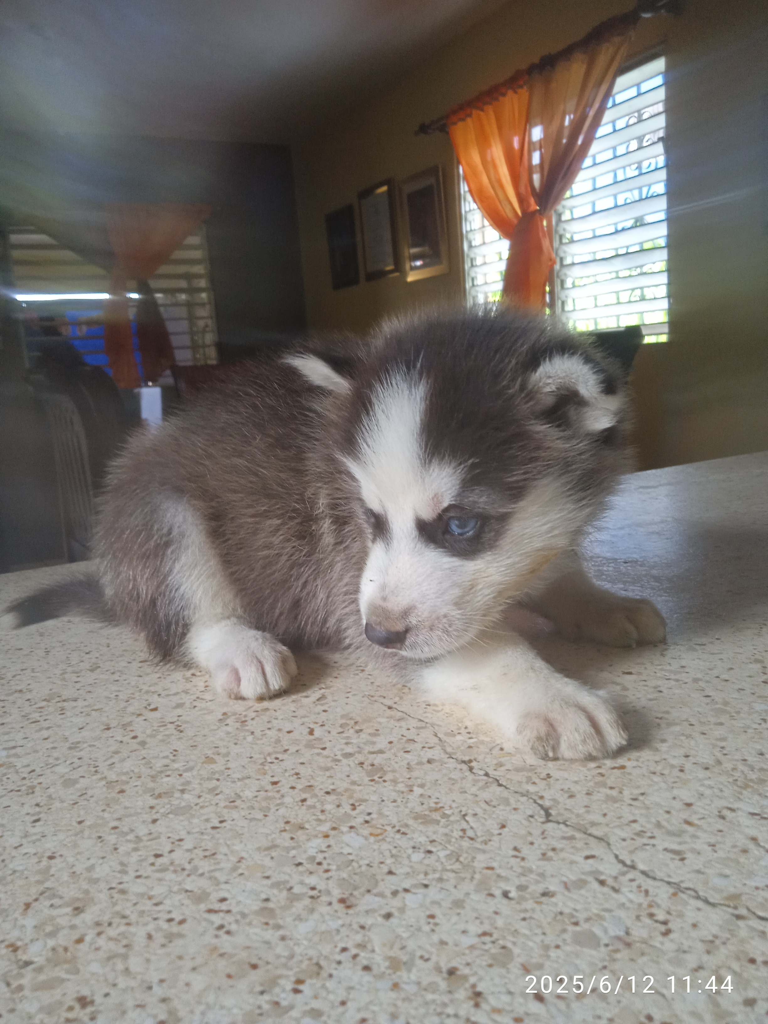 animales y mascotas - Cachorro Husky siberiano  0