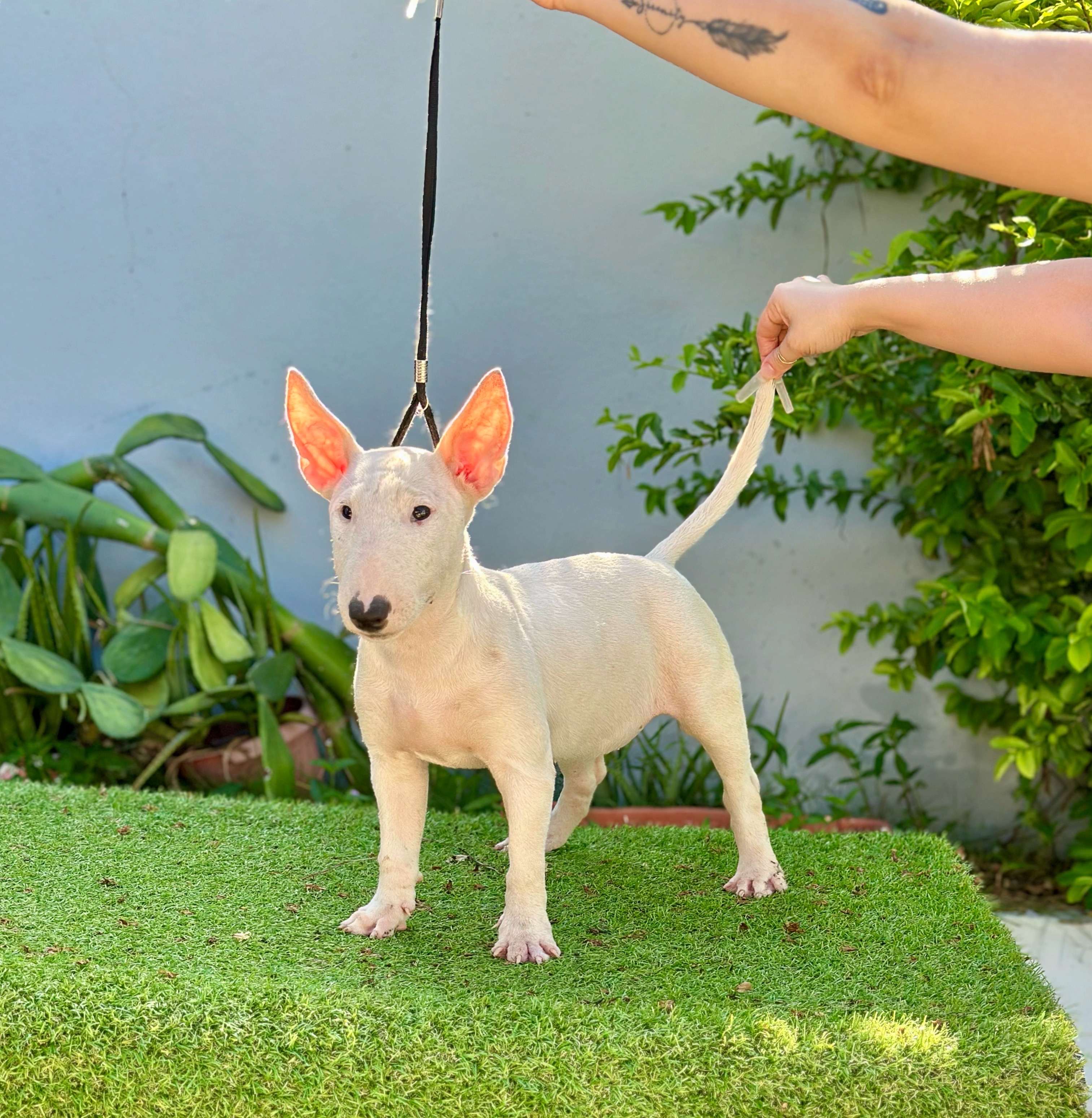 animales y mascotas - bull terrier hembra  0