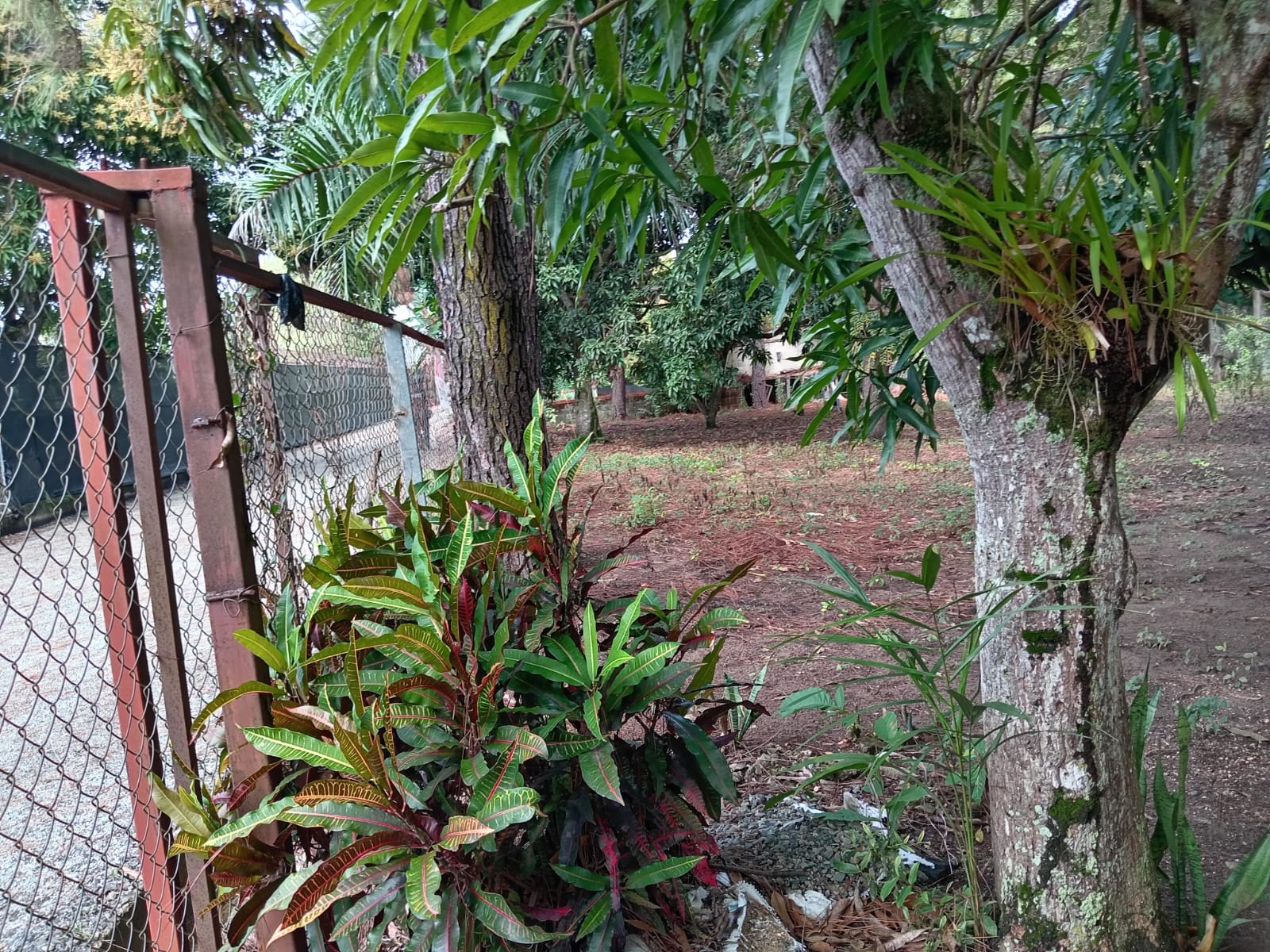 solares y terrenos - Vendo finca en Pedro brand kilómetro 24  5