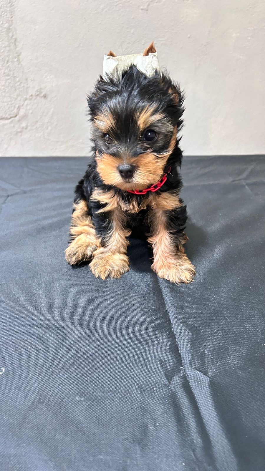 animales y mascotas - Perros Yorkie terrier  5