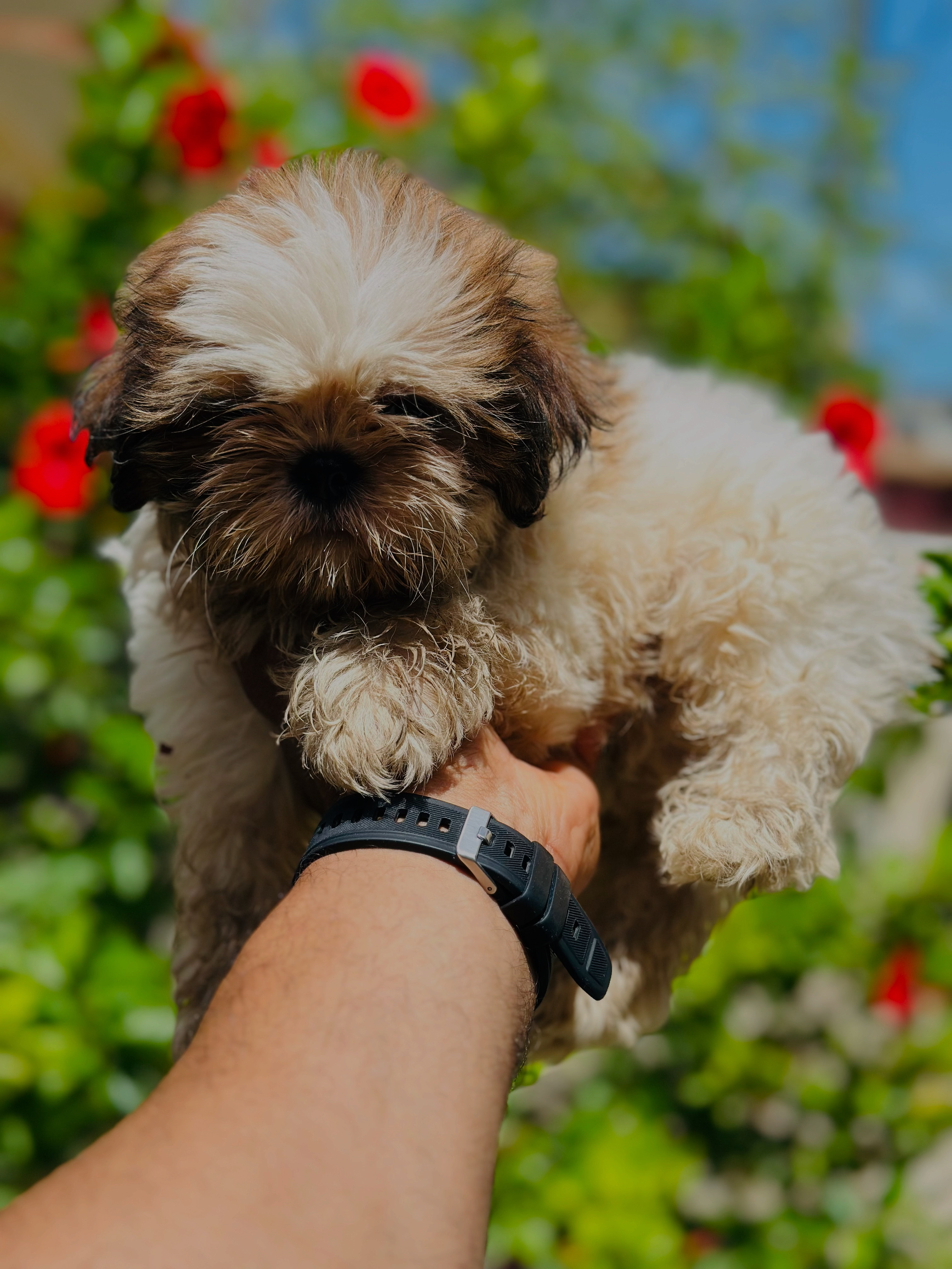 animales y mascotas - Shih tzu ambos sexos  3