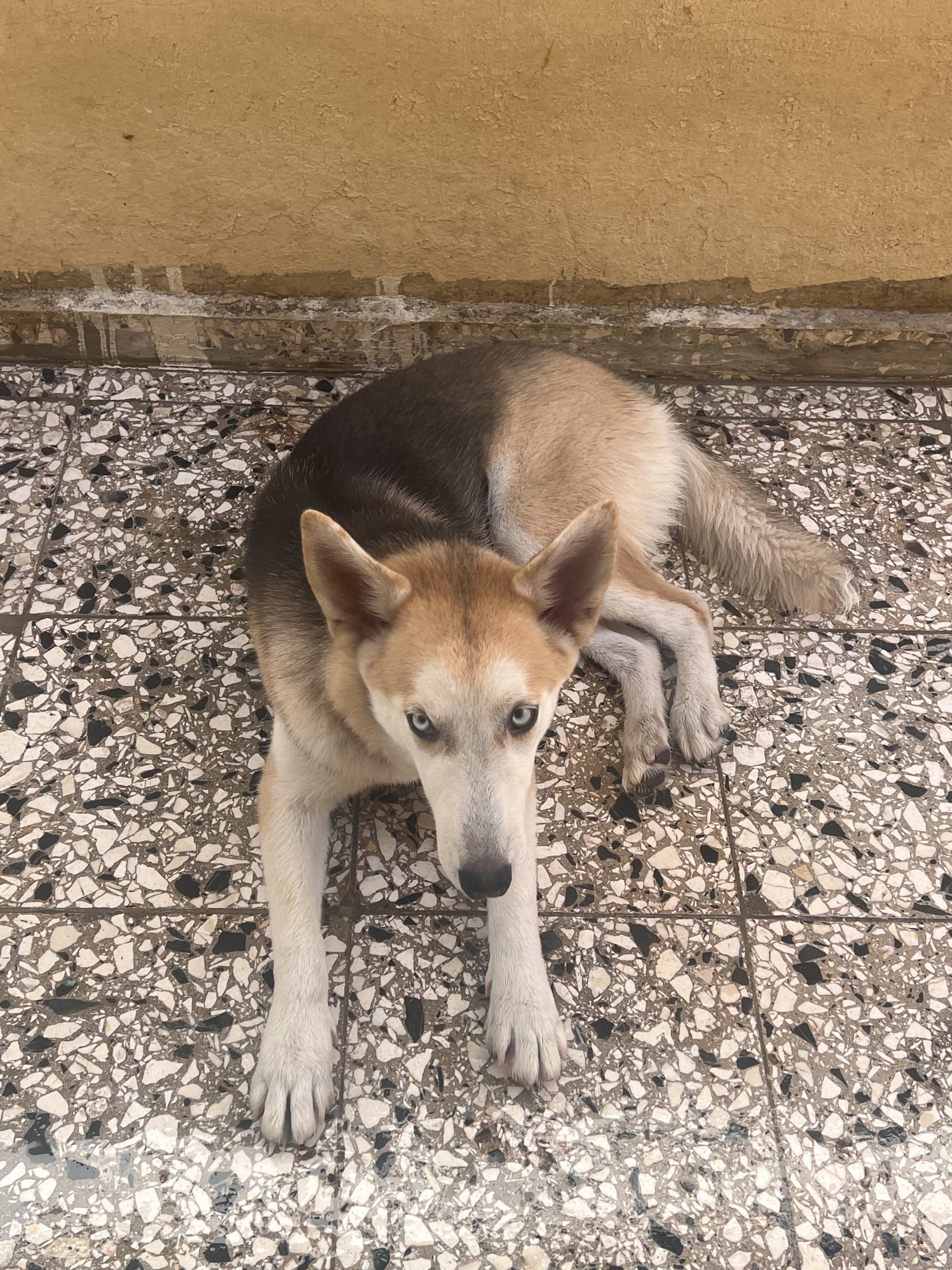 animales y mascotas - cachorra hosky 7 meses 8.5 2