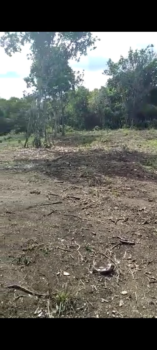 solares y terrenos - Pedro Brand 20,000 mt2  en la Isabela semi llano,cercado con agua y electricidad 4