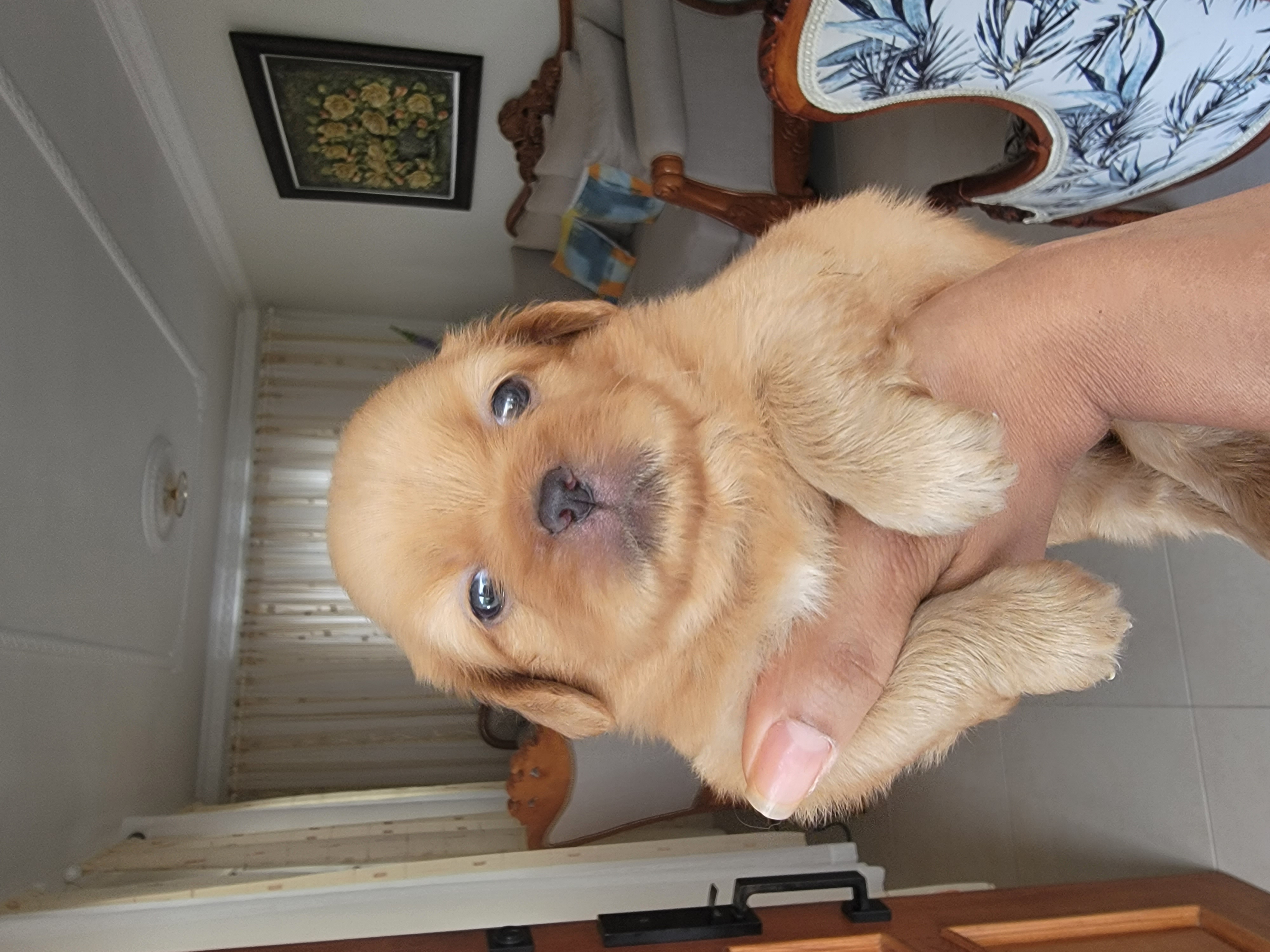 animales y mascotas - Pekines Puppy