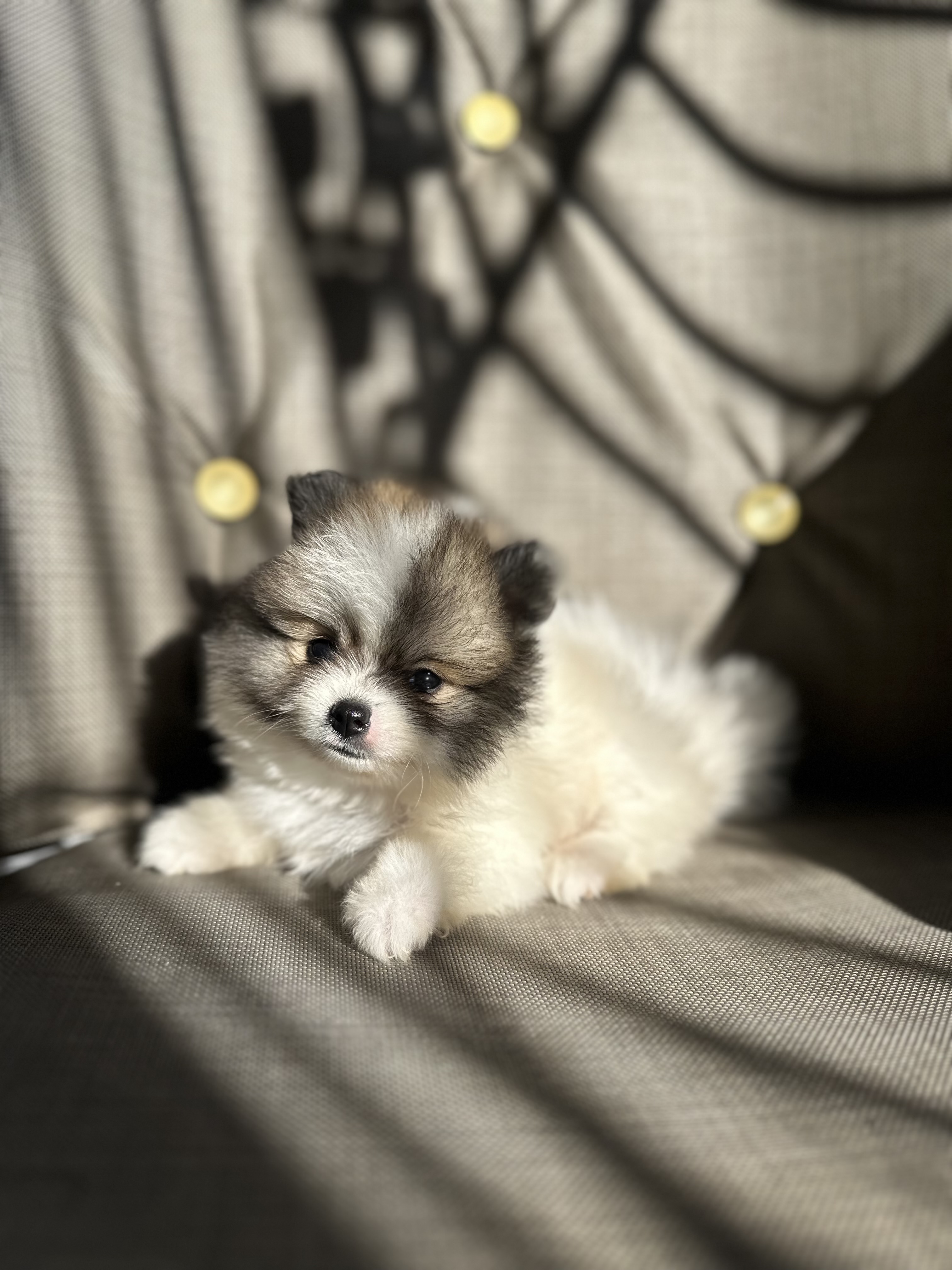 animales y mascotas - POMERANEAN AMBOS SEXOS !!OFERTA!!