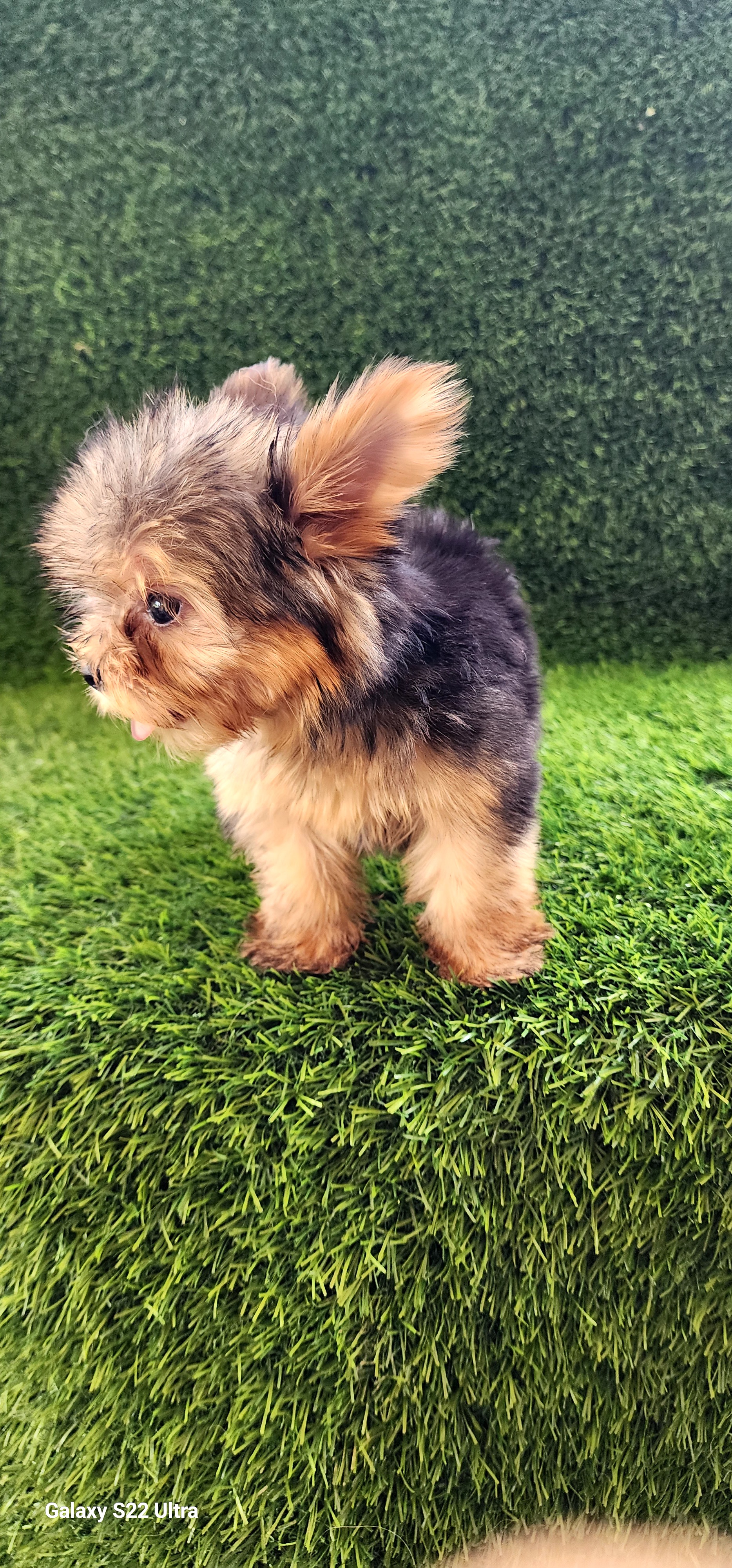 animales y mascotas - Cachorros yorkie  0
