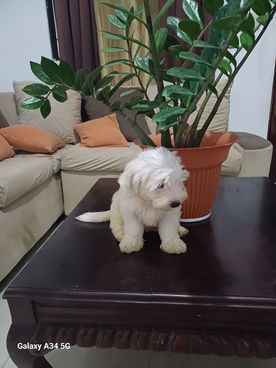 animales y mascotas - Shihpoo  3