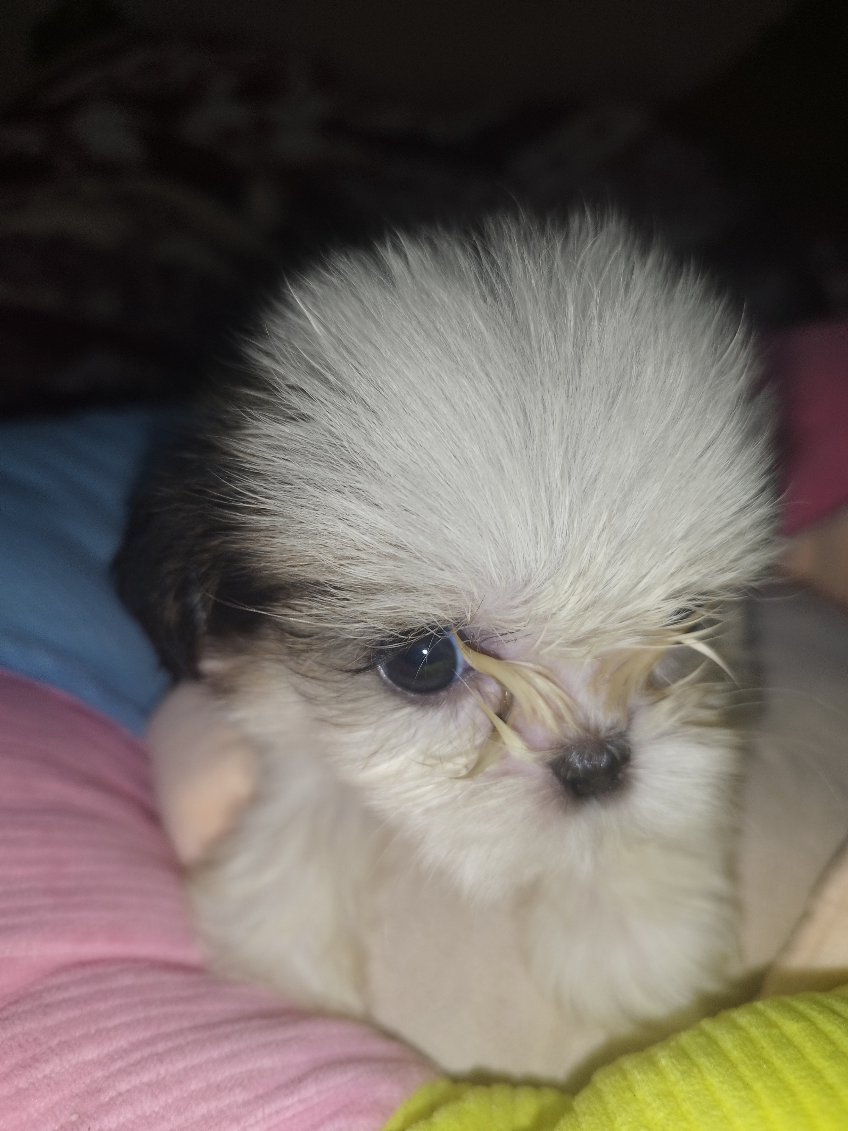 animales y mascotas - cachorros Shih Tzu vacunados y desparacitados 3