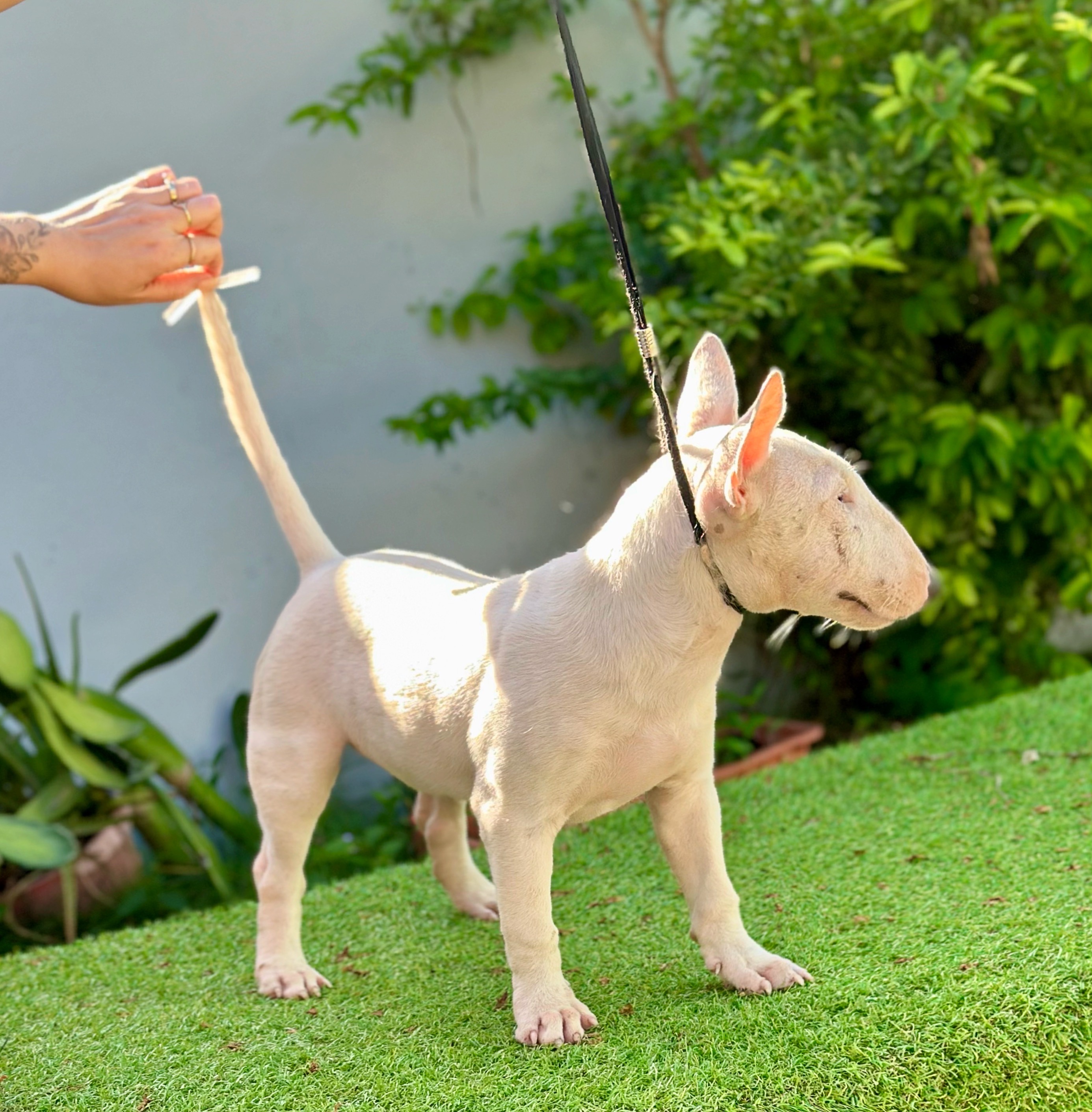 animales y mascotas - bull terrier hembra  1