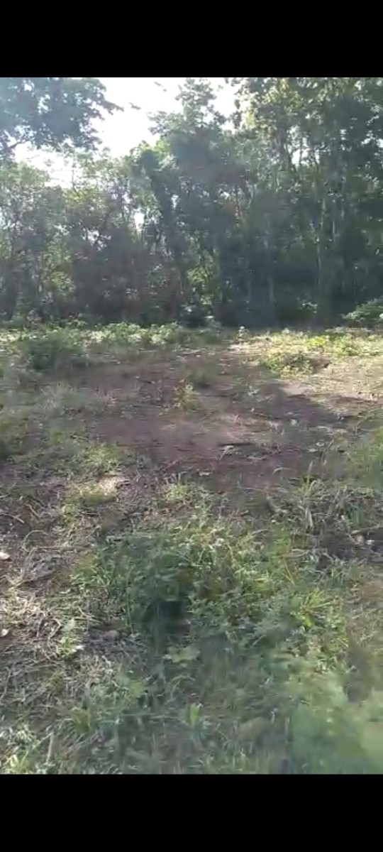 solares y terrenos - Pedro Brand 20,000 mt2  en la Isabela semi llano,cercado con agua y electricidad 5