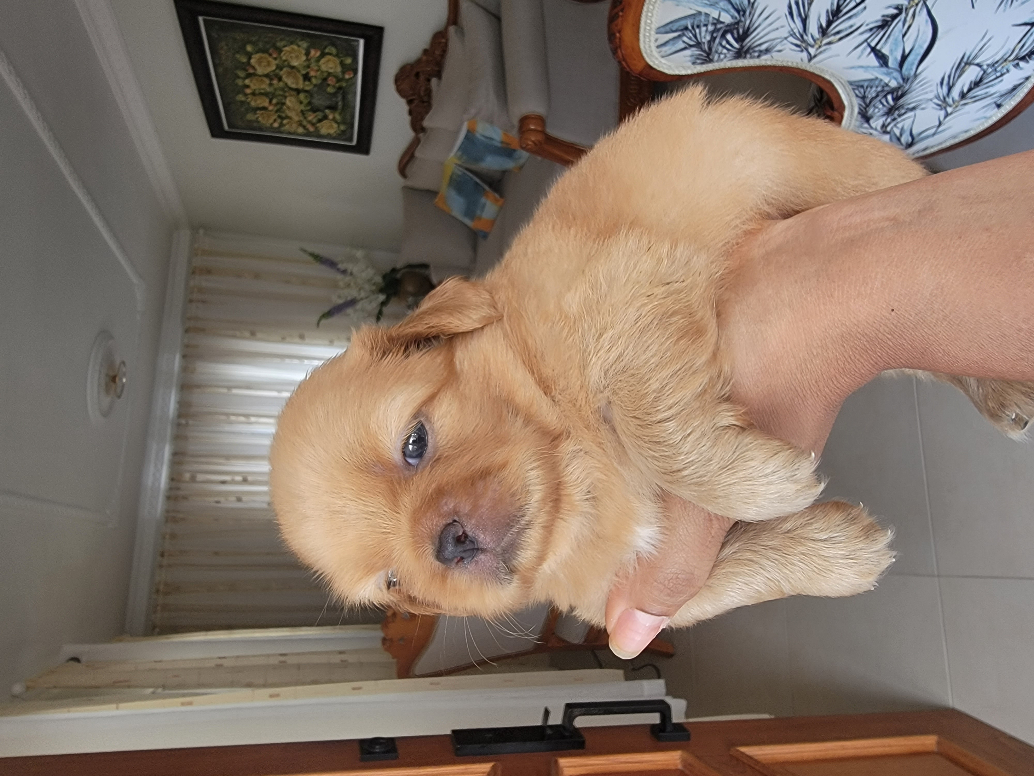 animales y mascotas - Pekines Puppy 1