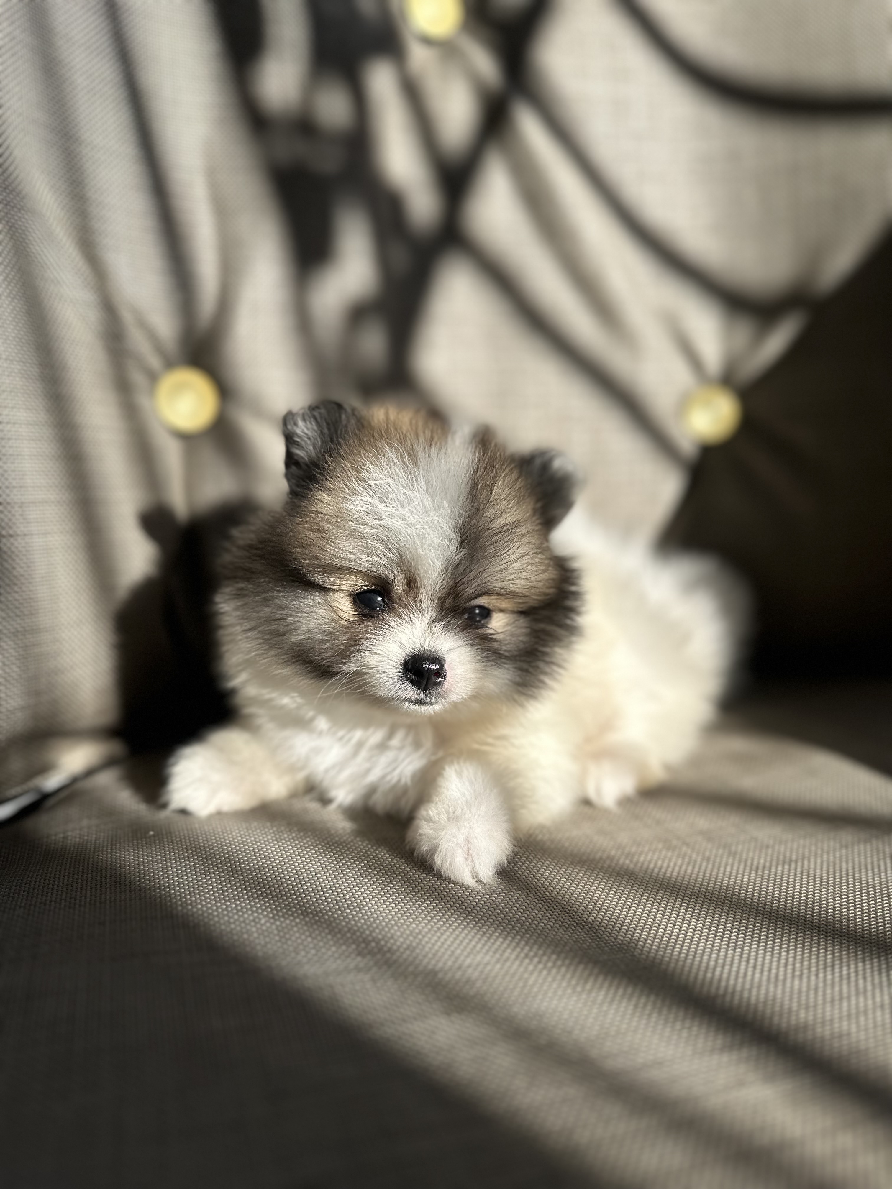 animales y mascotas - POMERANEAN AMBOS SEXOS !!OFERTA!! 1