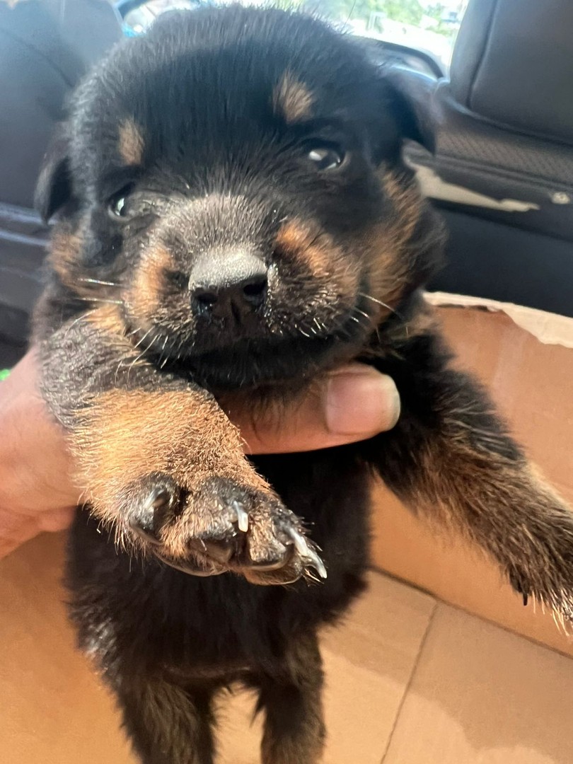 animales y mascotas - Rottweiler cachorro 1