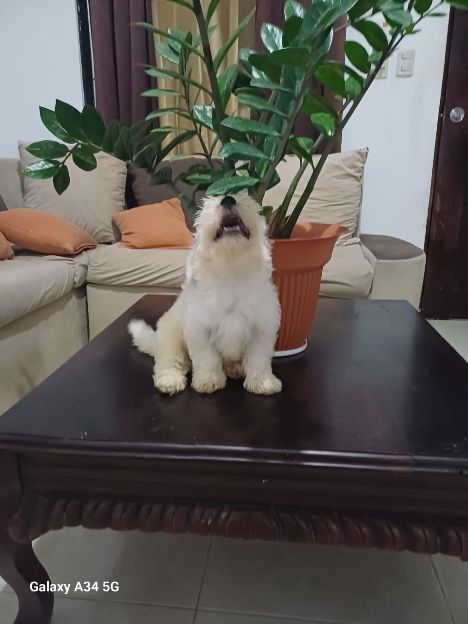 animales y mascotas - Shihpoo  4