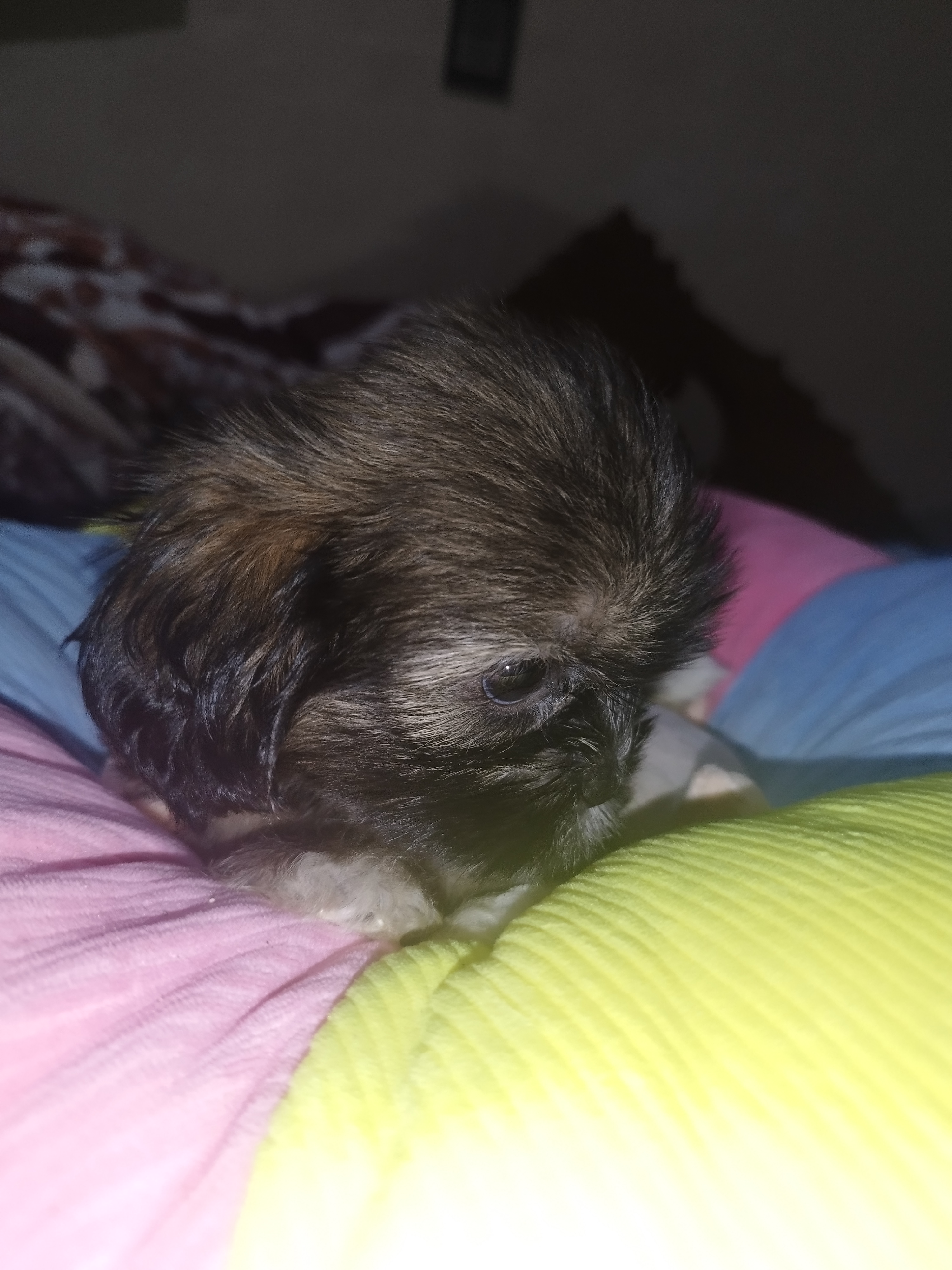 animales y mascotas - cachorros Shih Tzu vacunados y desparacitados 4