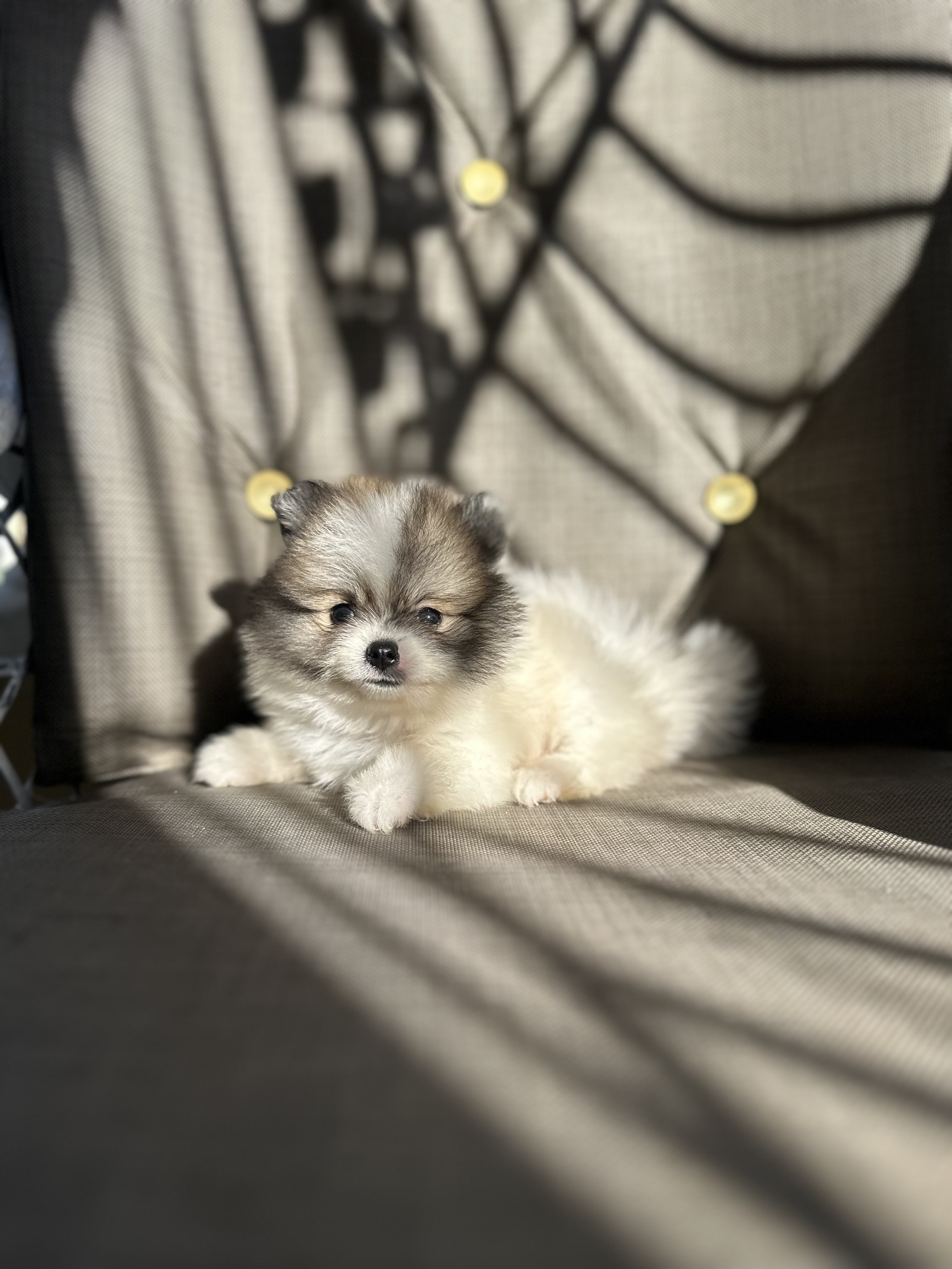 animales y mascotas - POMERANEAN AMBOS SEXOS !!OFERTA!! 2