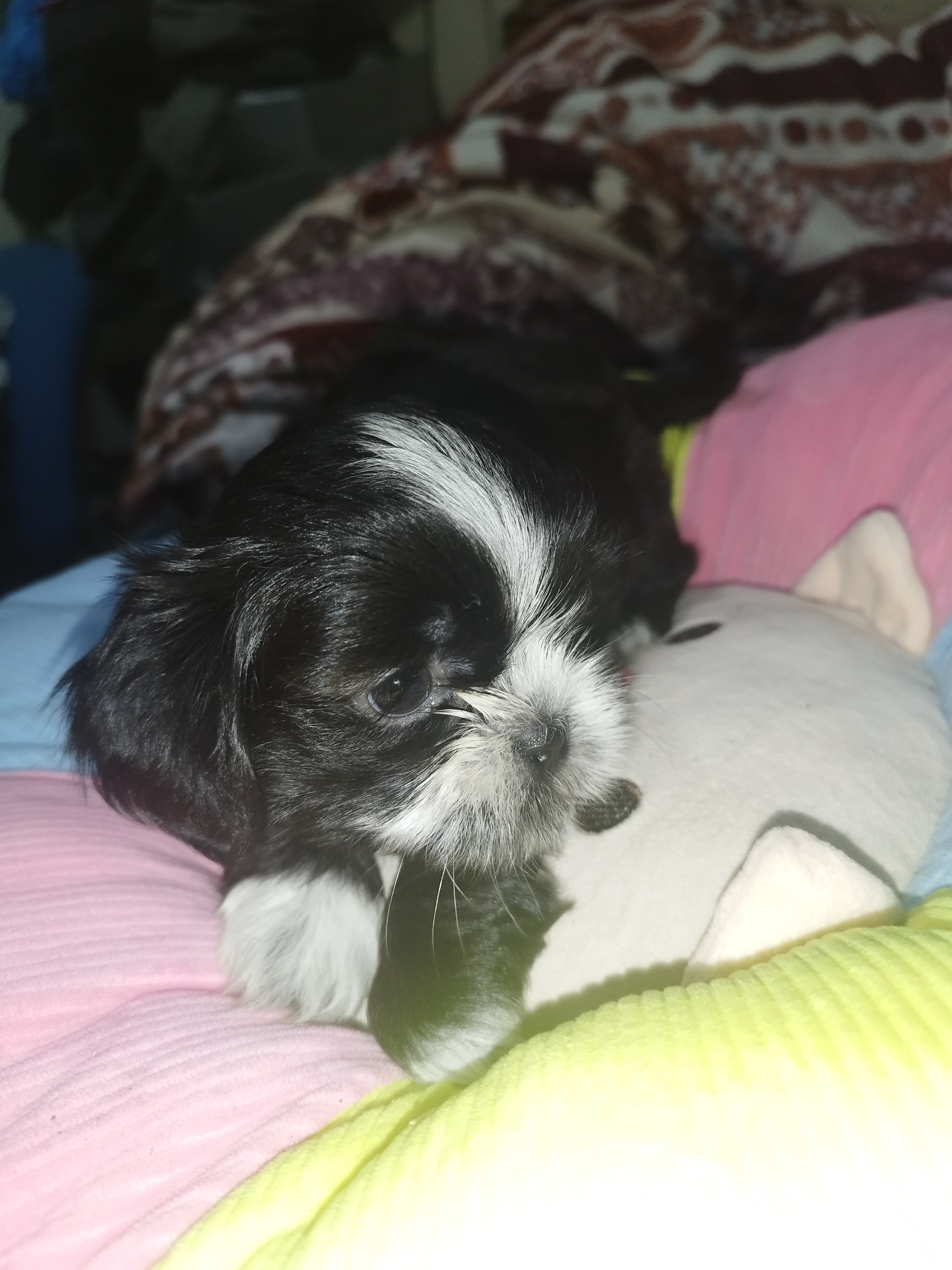 animales y mascotas - cachorros Shih Tzu vacunados y desparacitados 5