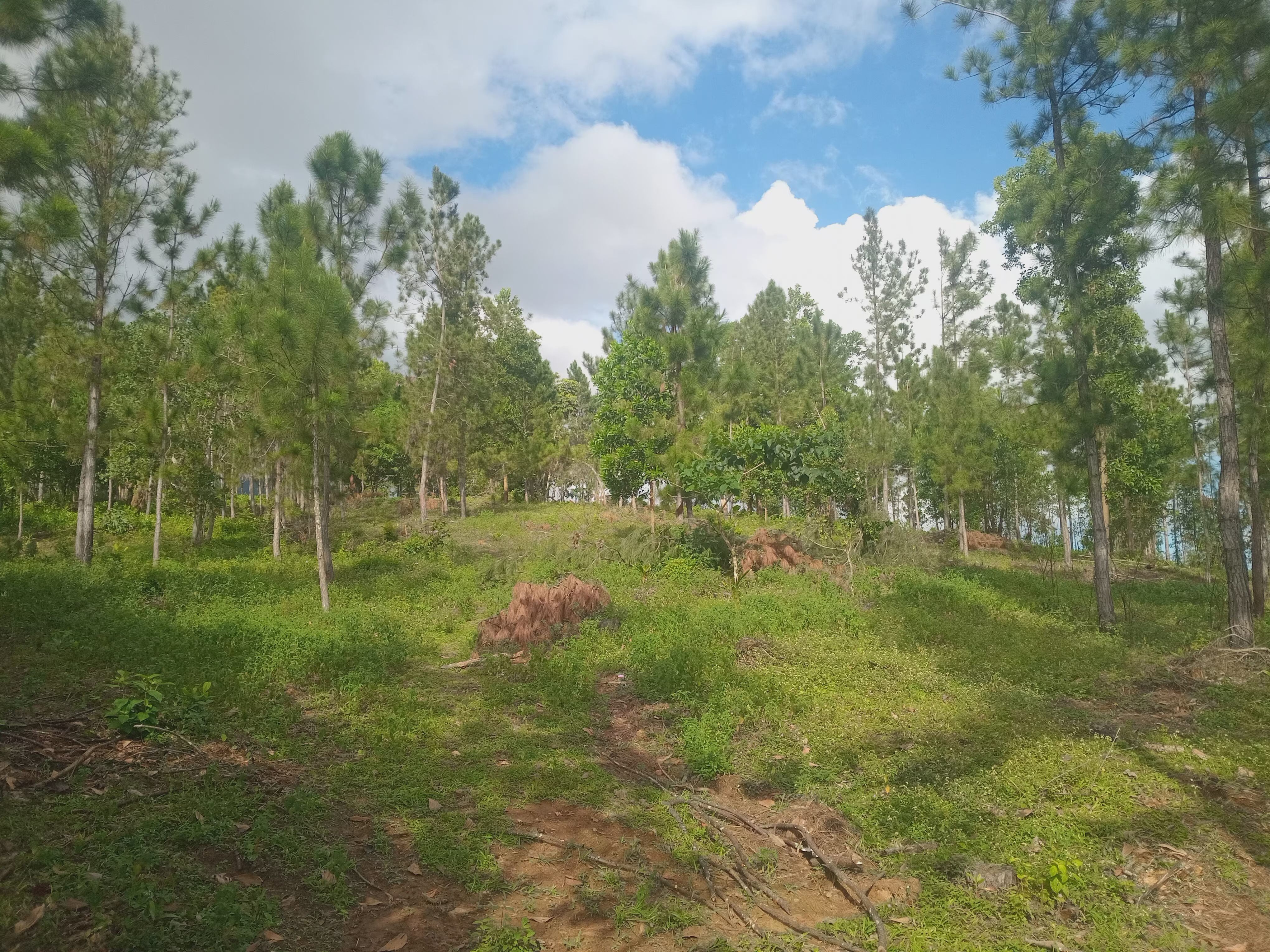solares y terrenos - Parcela en Villa Altagracia (Villa Cachochiro) 2