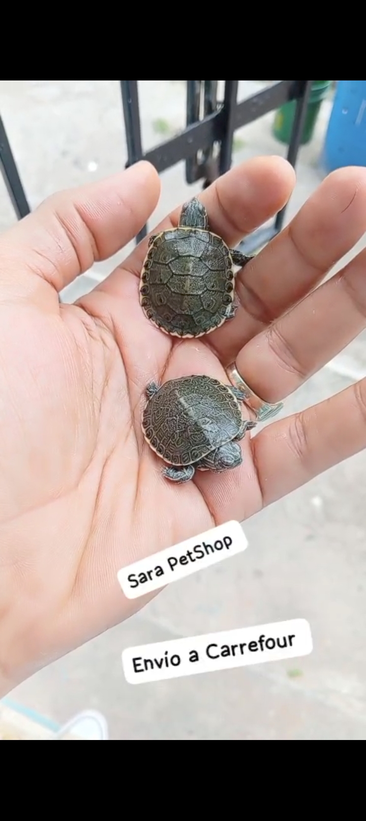 animales y mascotas - Tortuga  1