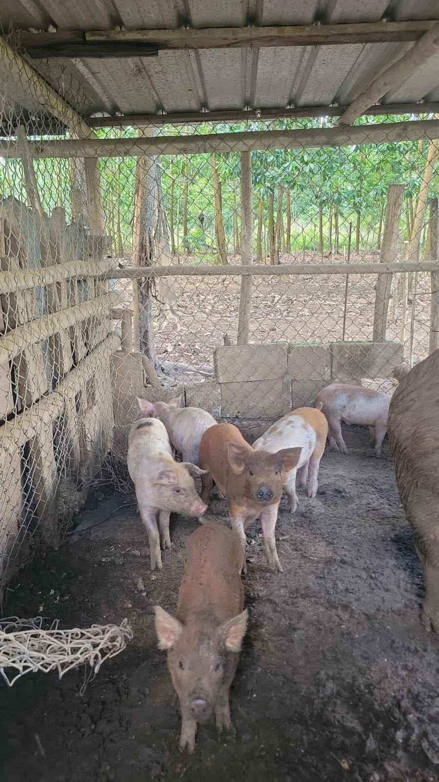 animales y mascotas - Marranos en destete - cerdos con 3 meses de edad 0